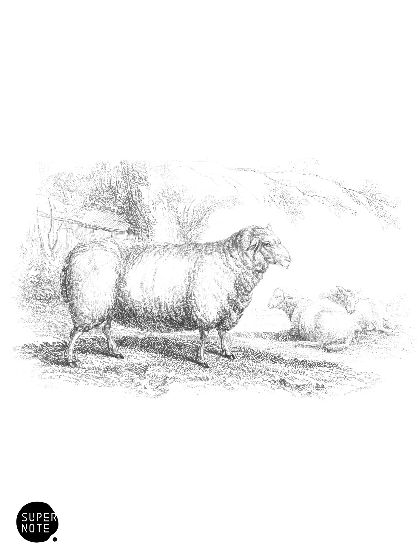 Leicester Sheep (vol-12 plate-14).png