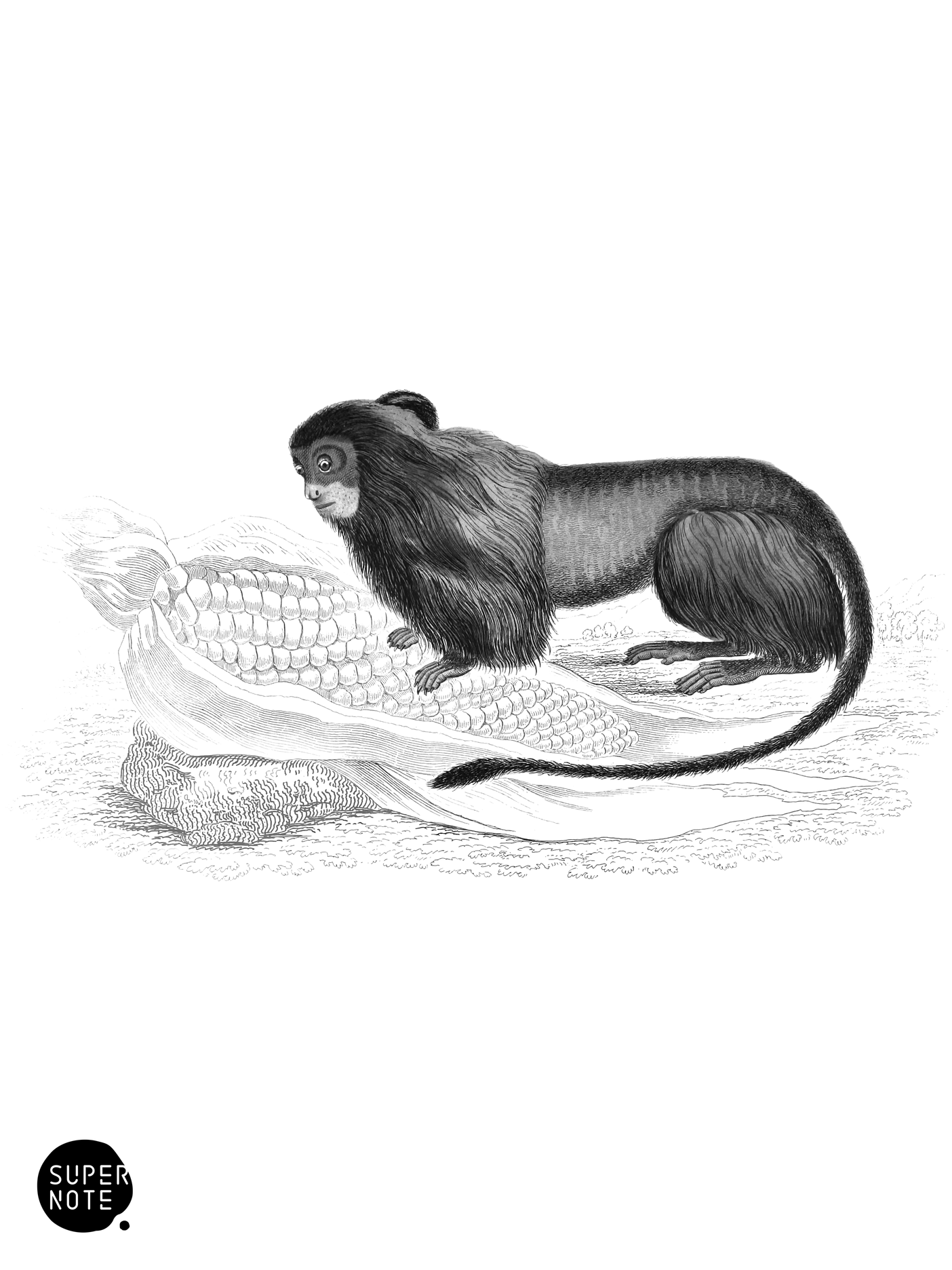 Leonine Tamarin (vol-02 plate-29-lizars).png