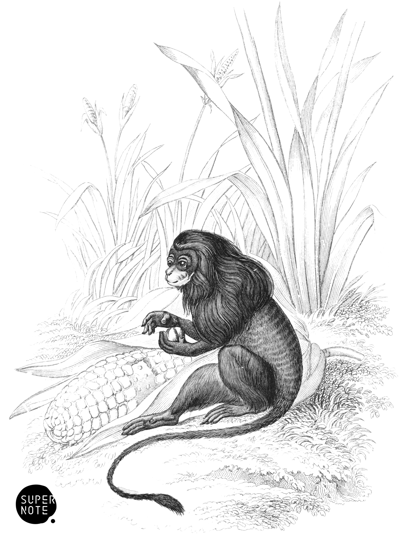 Leonine Tamarin (vol-02 plate-29-cw).png