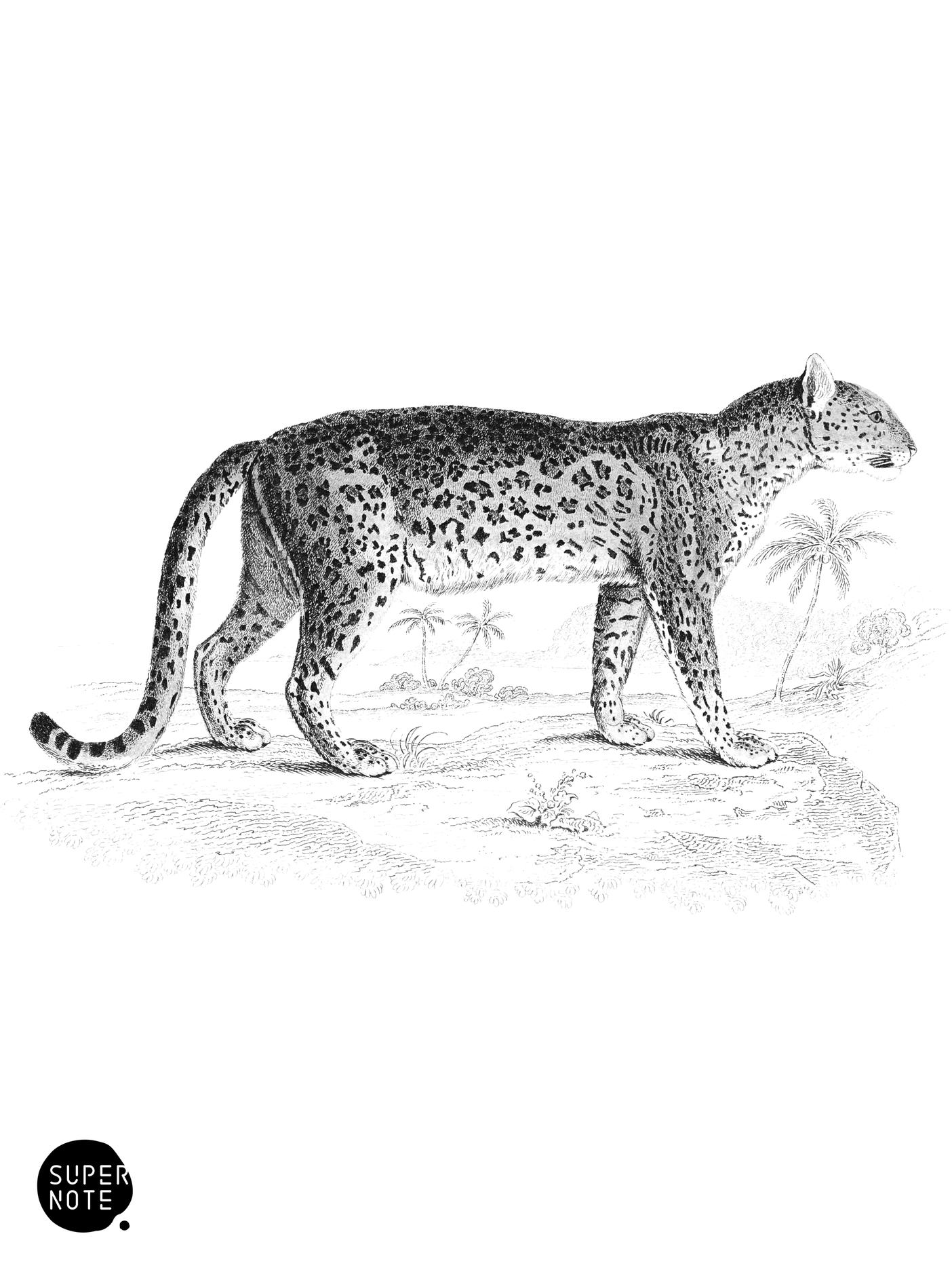 Leopard (vol-04 plate-8).png