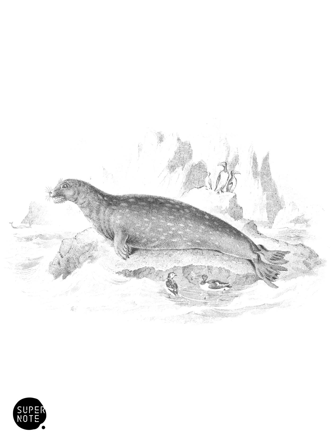 Leopard Seal (vol-23 plate-12).png