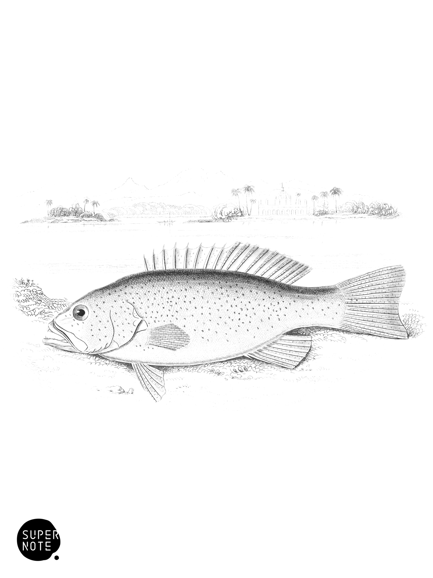 Leopard-Spotted Plectropoma (vol-07 plate-21).png