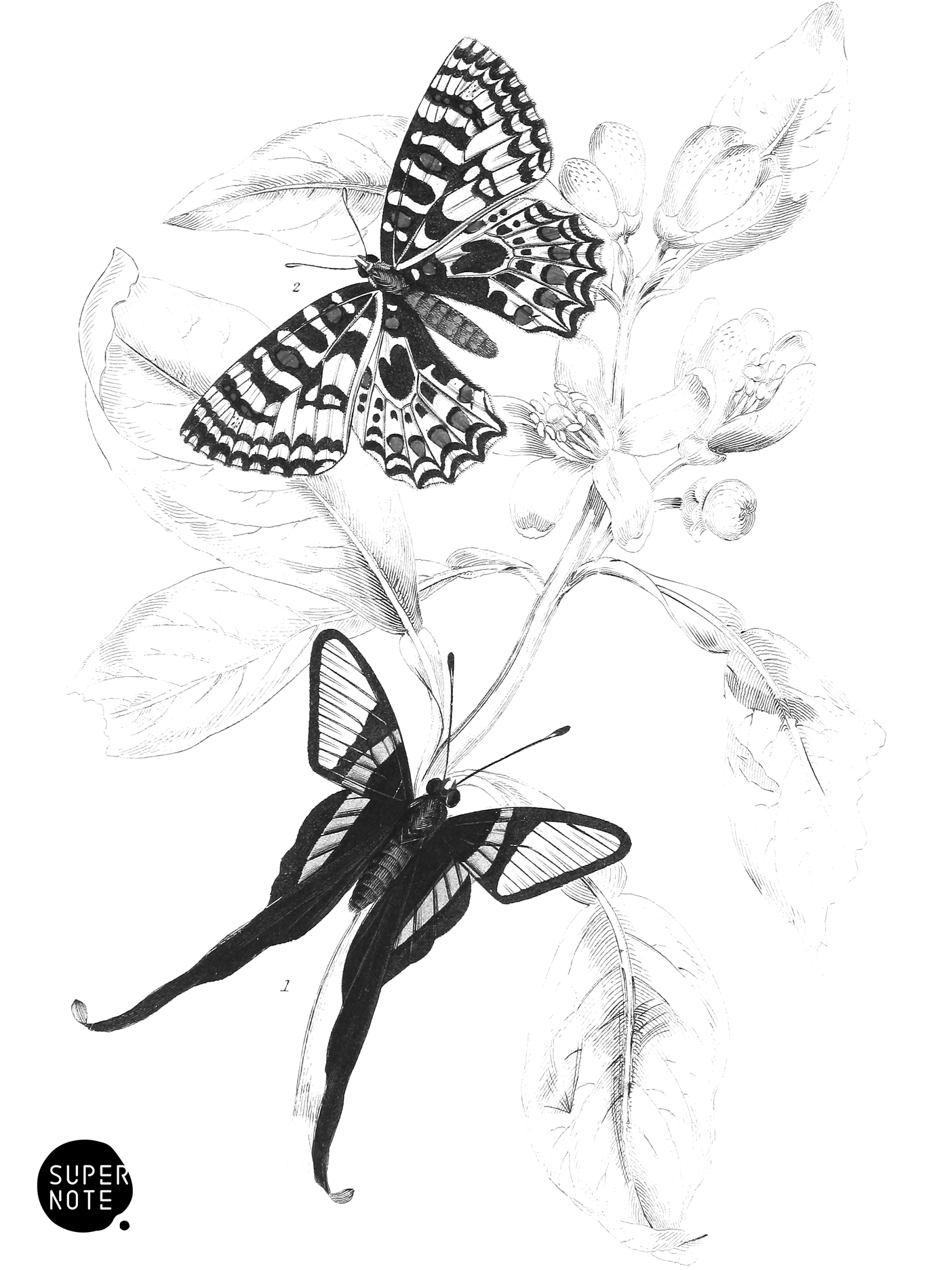 Leptocircus Curius & Thais Medesicaste (vol-18 plate-5).png