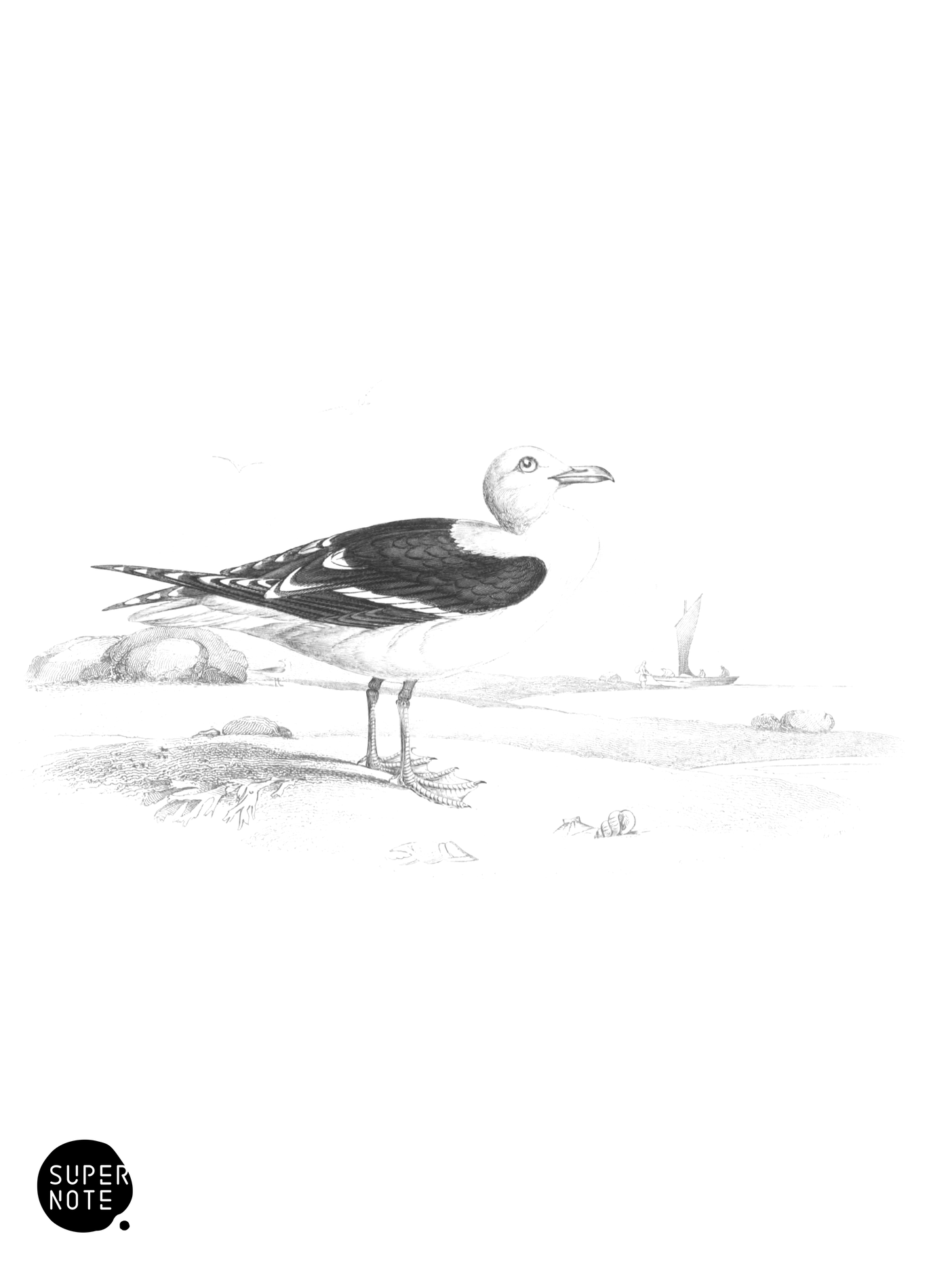 Lesser Black-Backed Gull (vol-40 plate-26).png