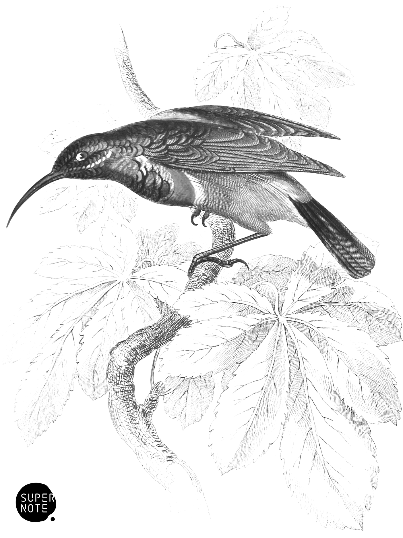Lesser Double-Collared Sun-Bird (vol-36 plate-1).png