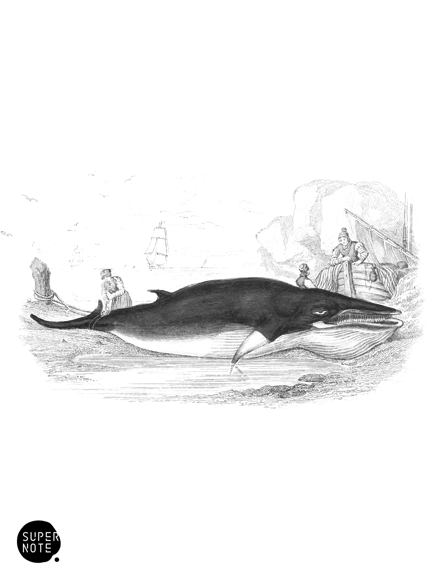 Lesser Rorqual (vol-16 plate-7).png