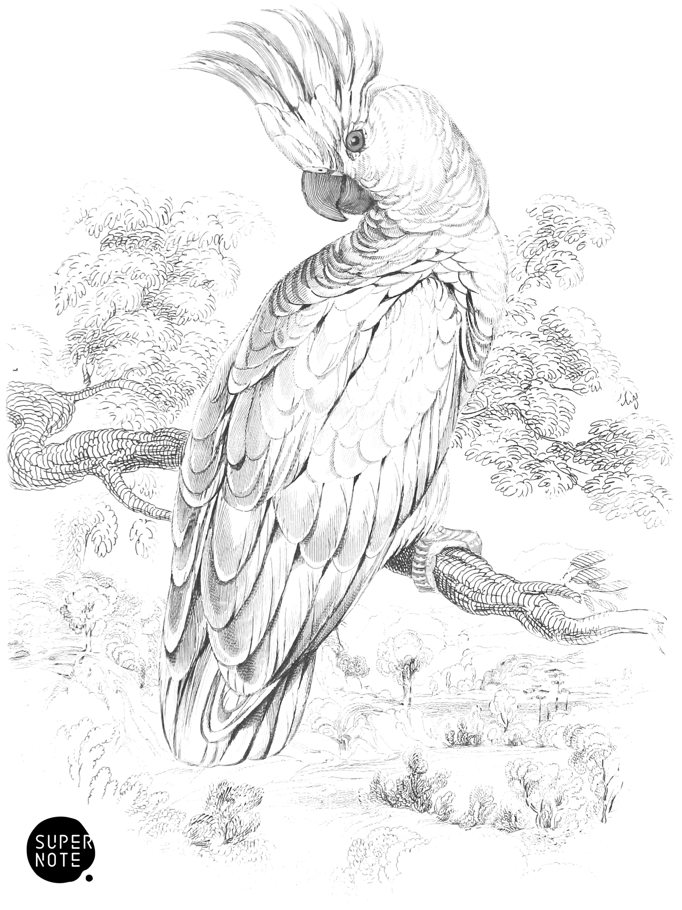 Lesser Sulphur-Crested Cockatoo (vol-15 plate-14).png
