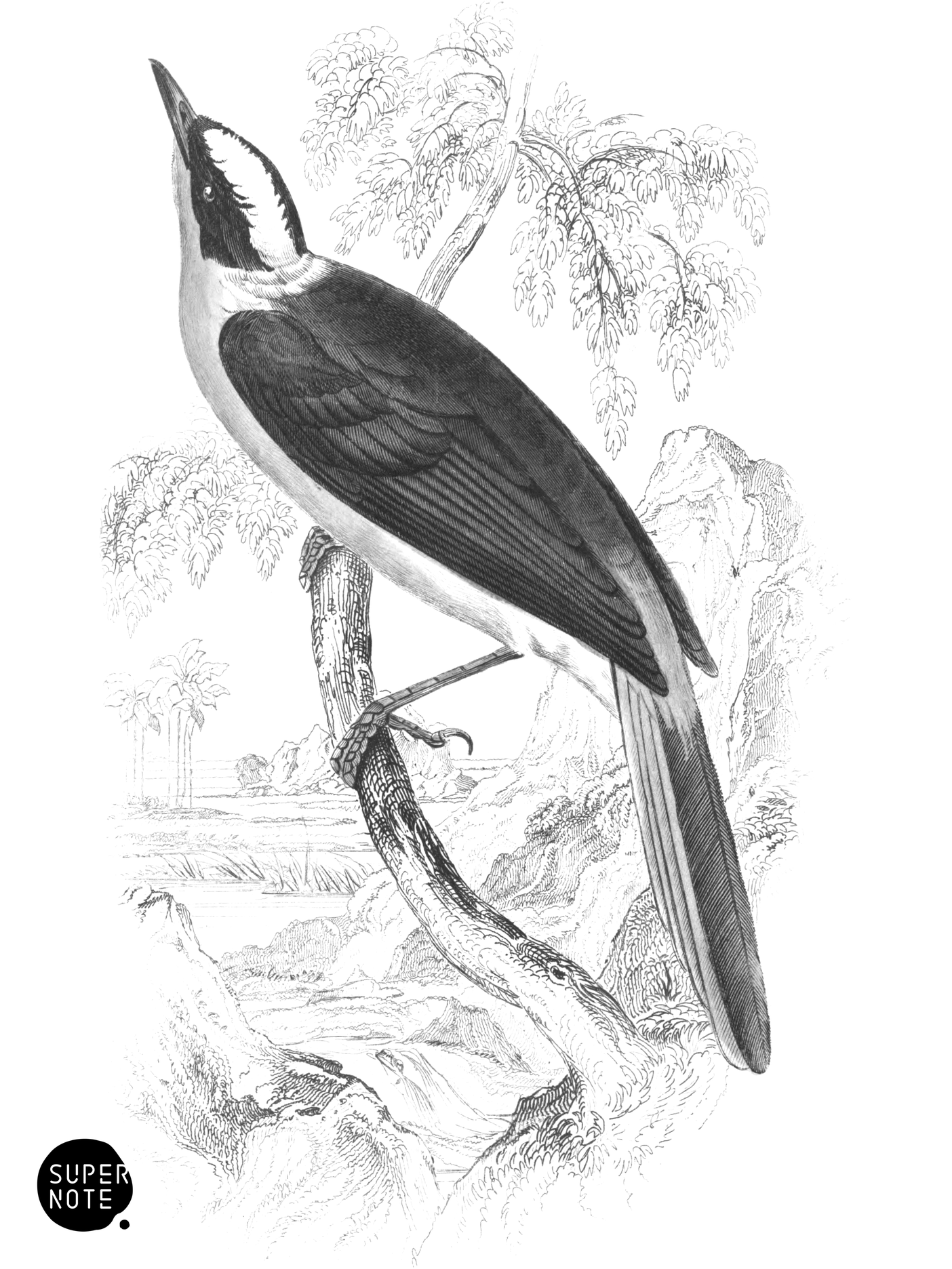 Lesser White-Crowned Thrush (vol-17 plate-32).png