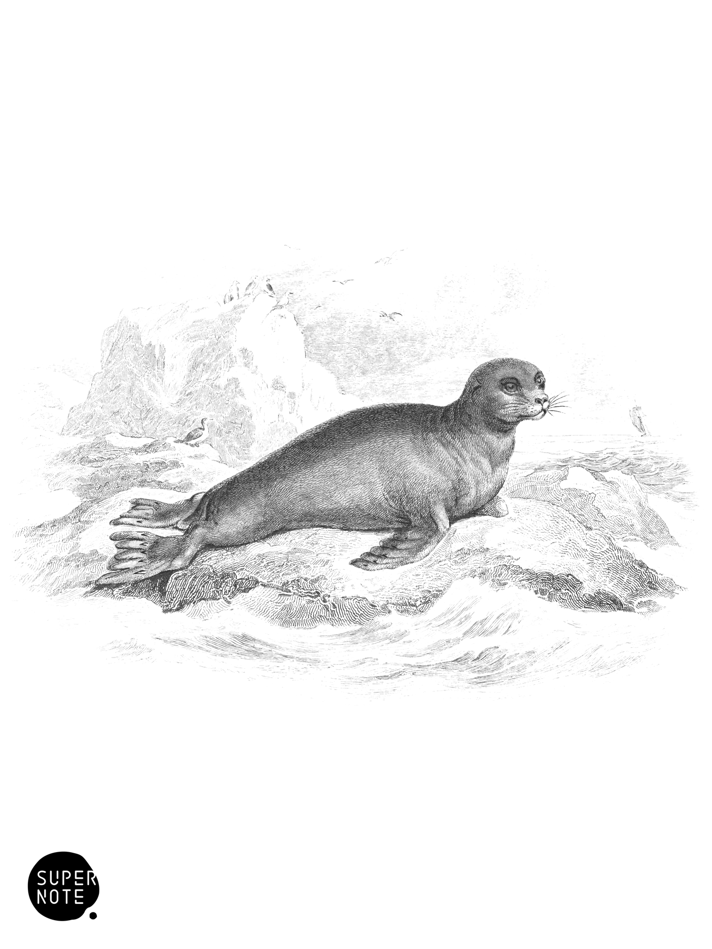 Lesson’s Otary (vol-23 plate-24).png