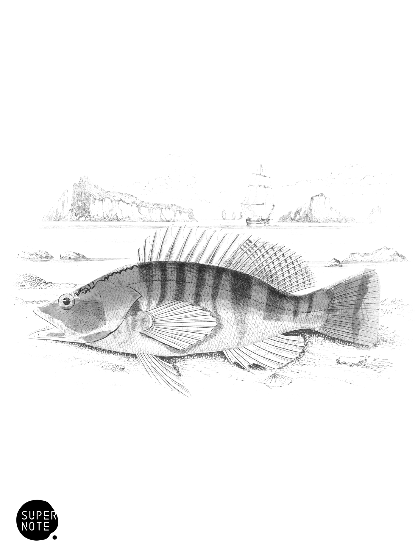 Lettered Serranus (vol-07 plate-17).png