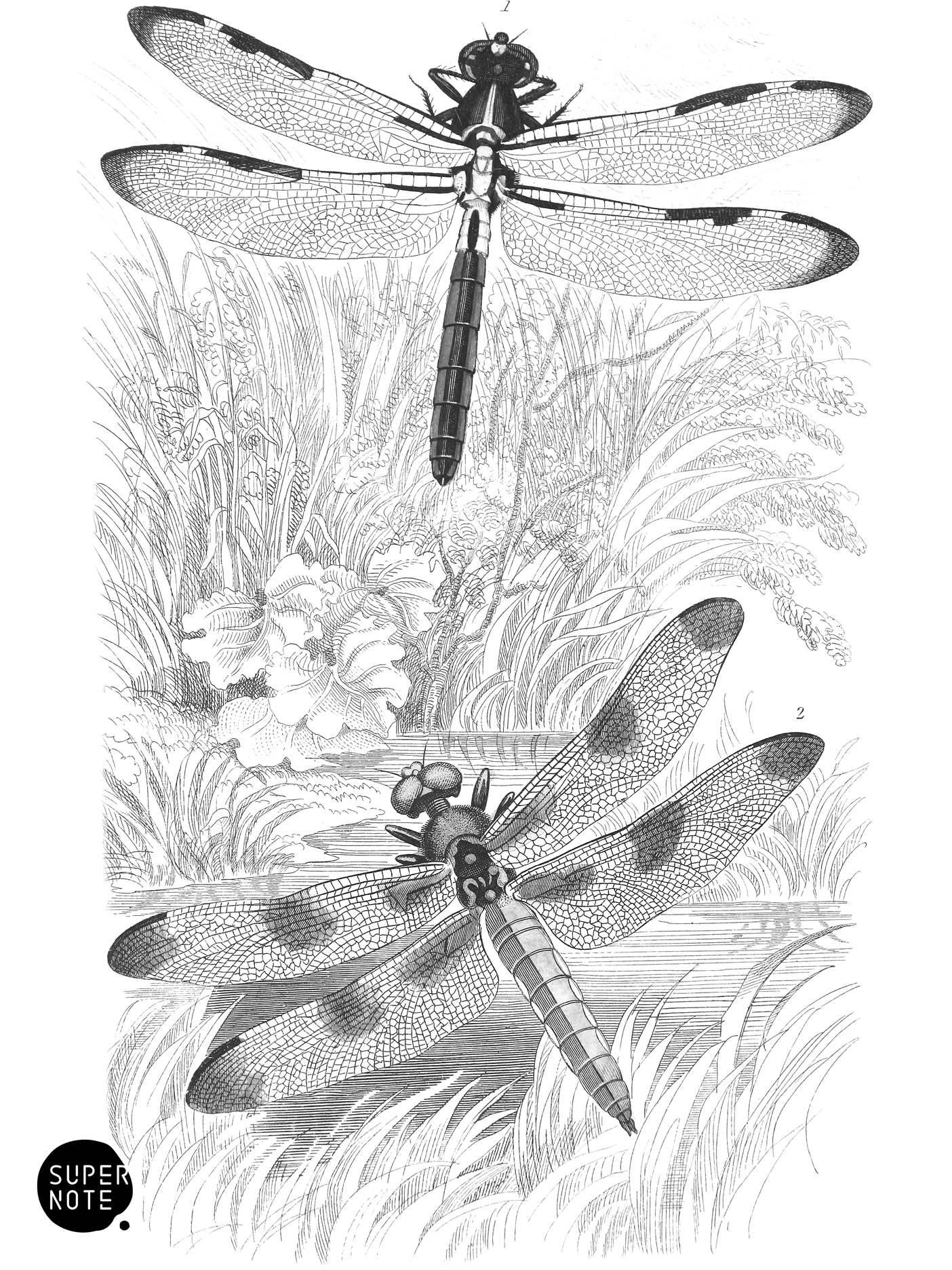 Libellula Axilena & L. Pulchella (vol-29 plate-29).png