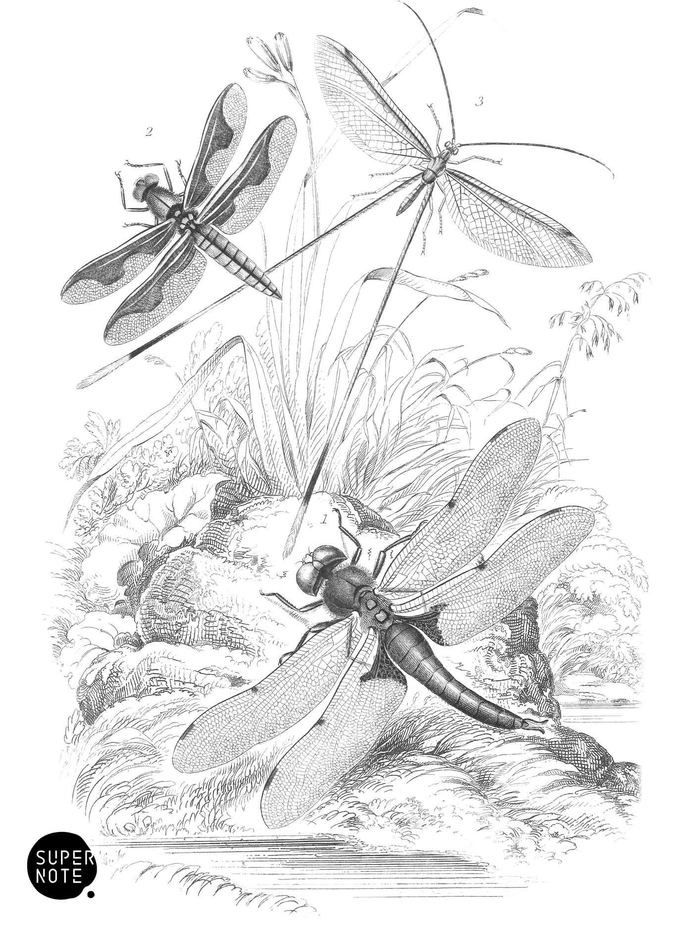 Libellula Quadrimaculata, L. Portia & Nemoptera Angulata (vol-29 plate-27).png