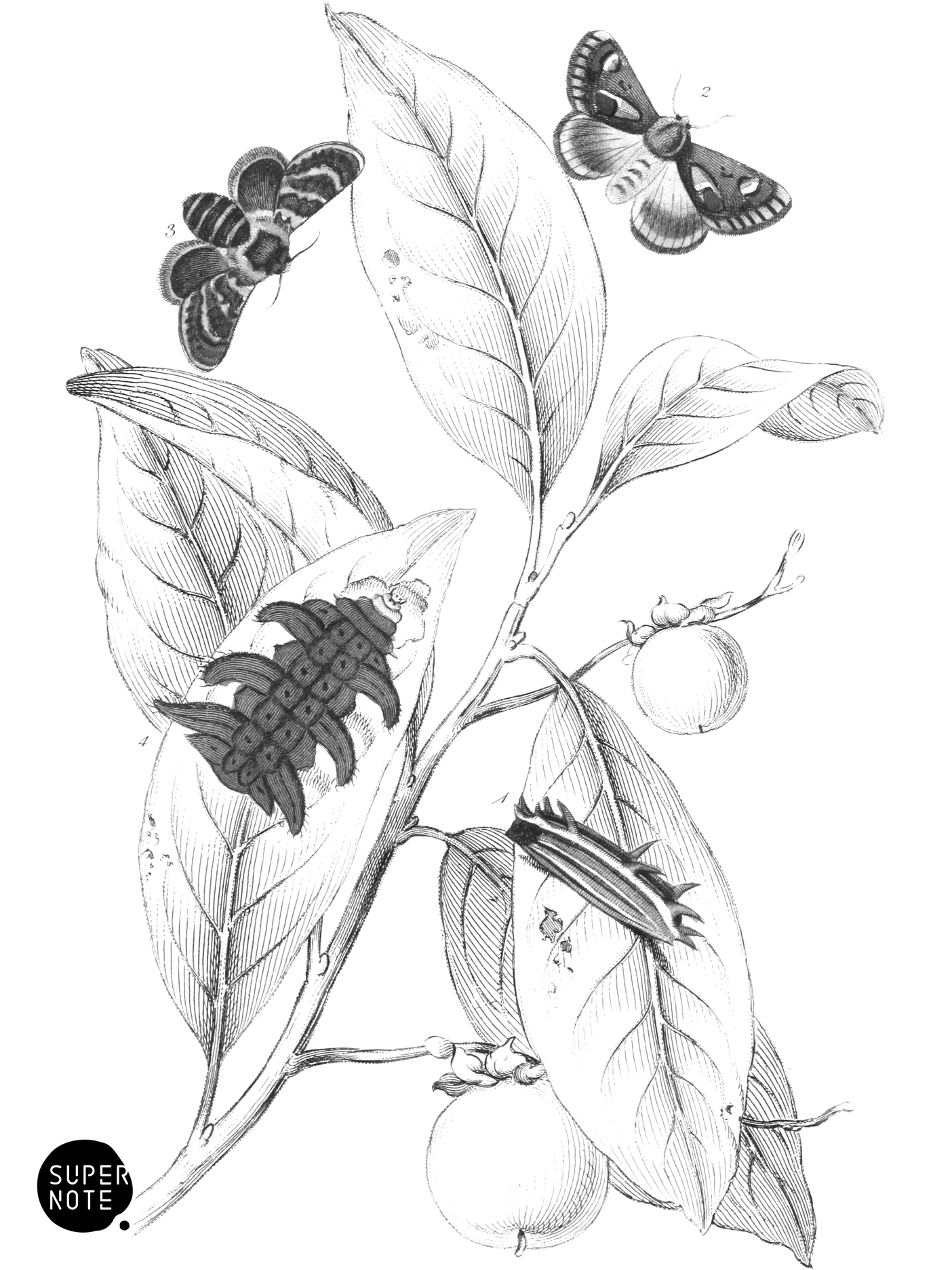 Limacodes Cippus & Ecnomidea Pithecium (vol-33 plate-21).png