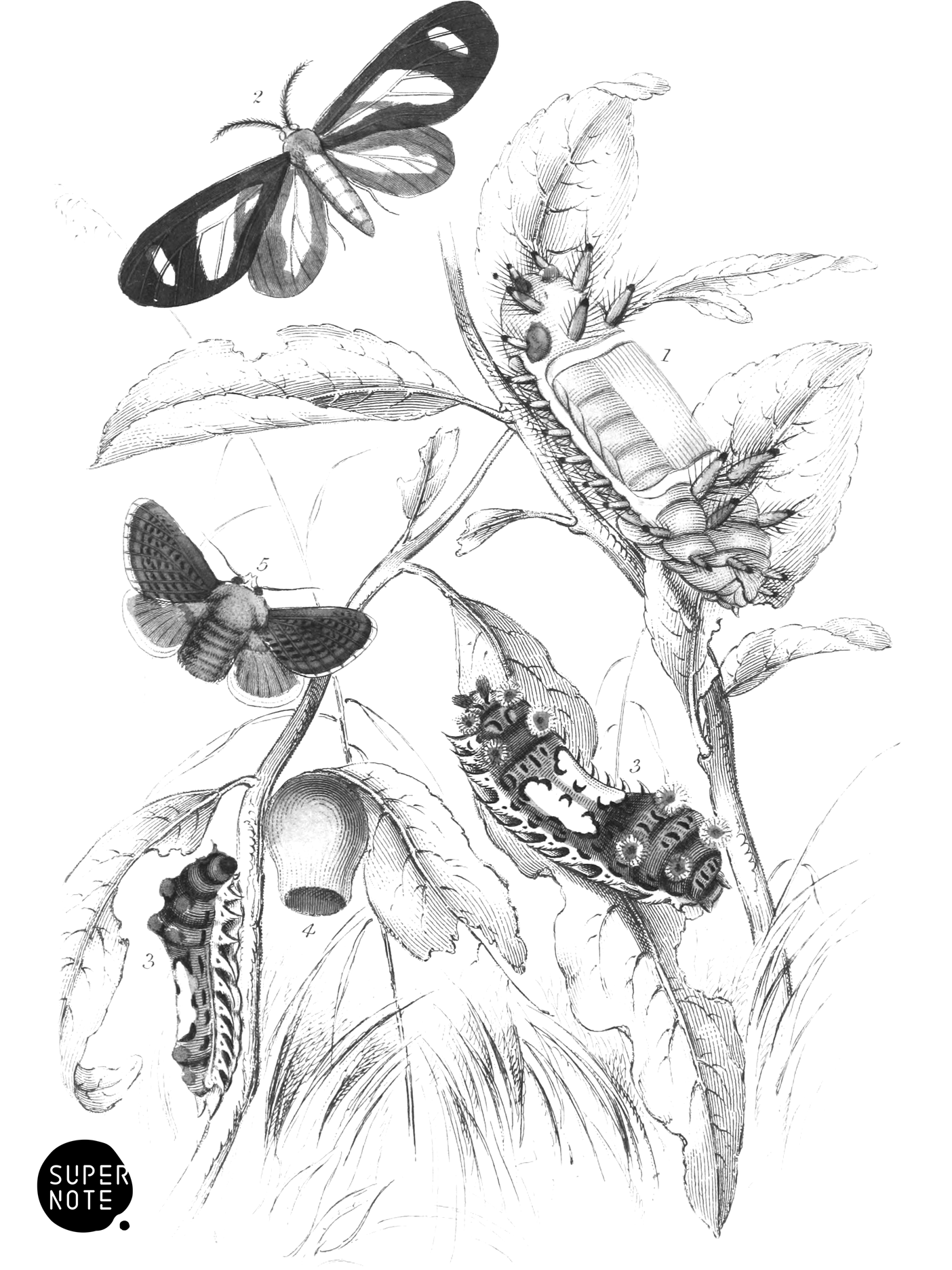 Limacodes Micilia & Doratifera vulnerans (vol-33 plate-22).png