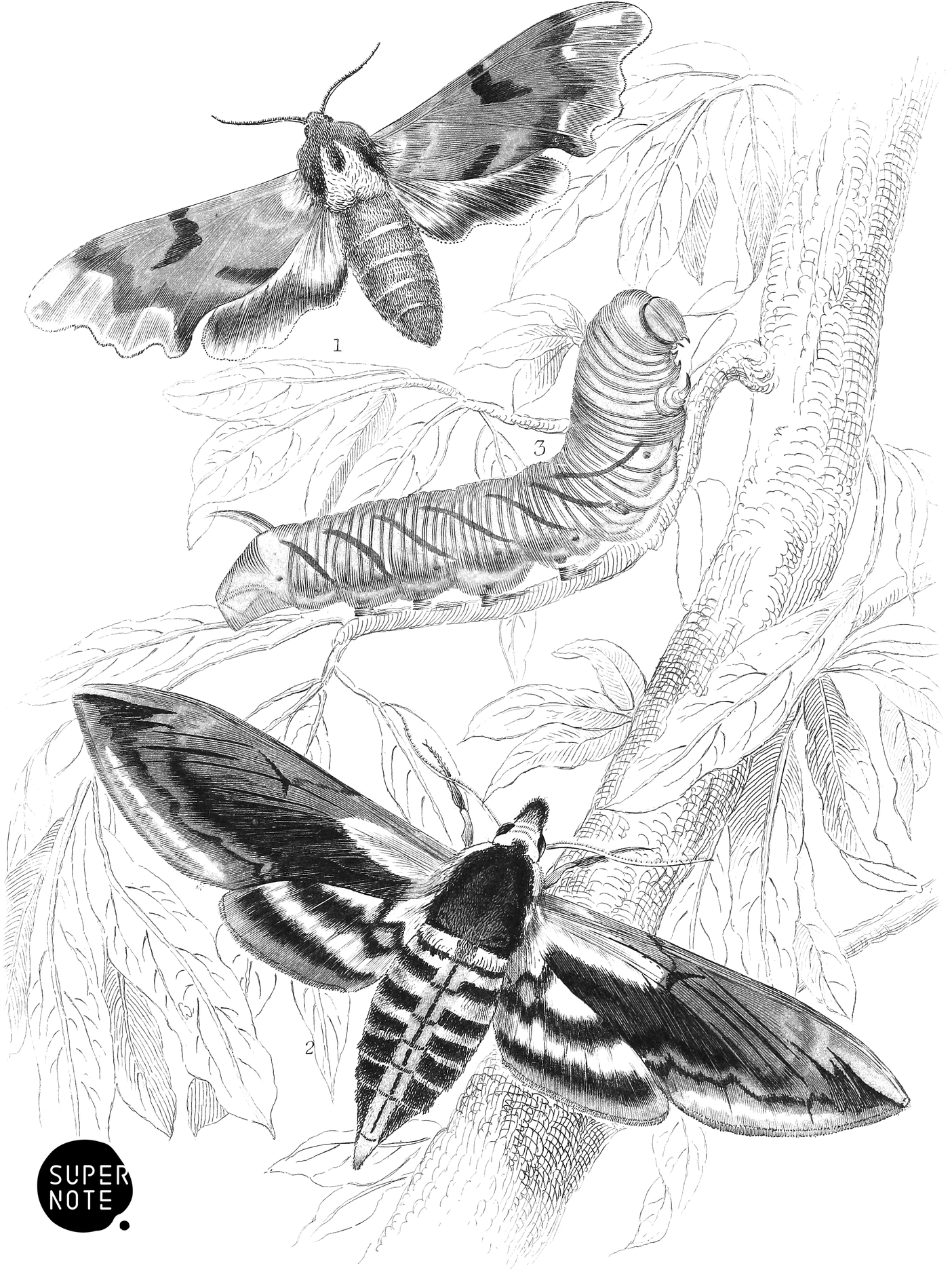 Lime & Privet Hawk-Moths (vol-14 plate-4).png