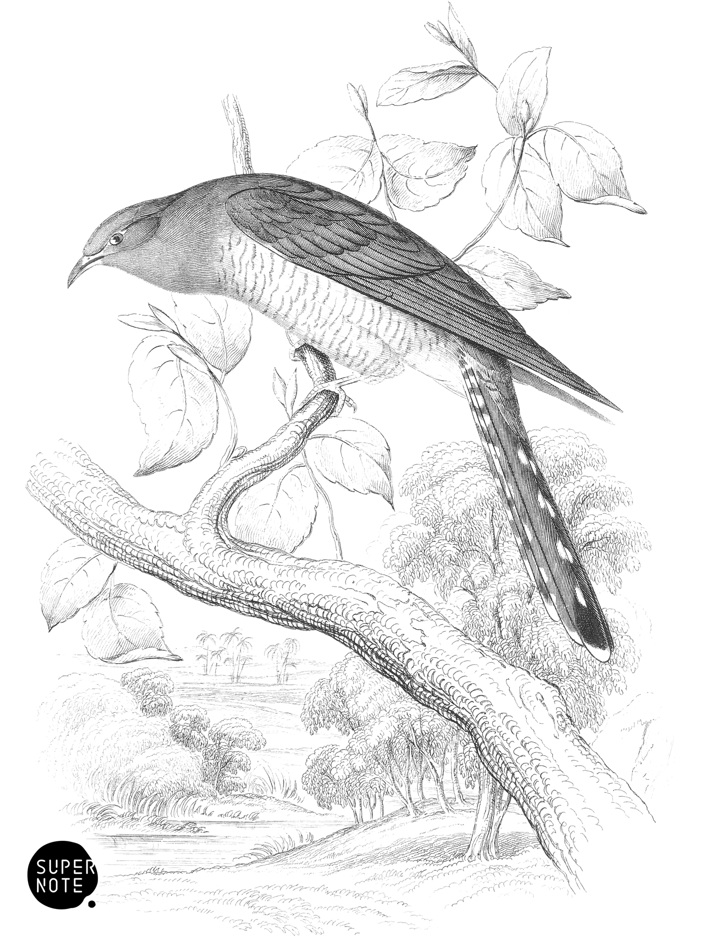 Lineated Cuckoo (vol-19 plate-18).png