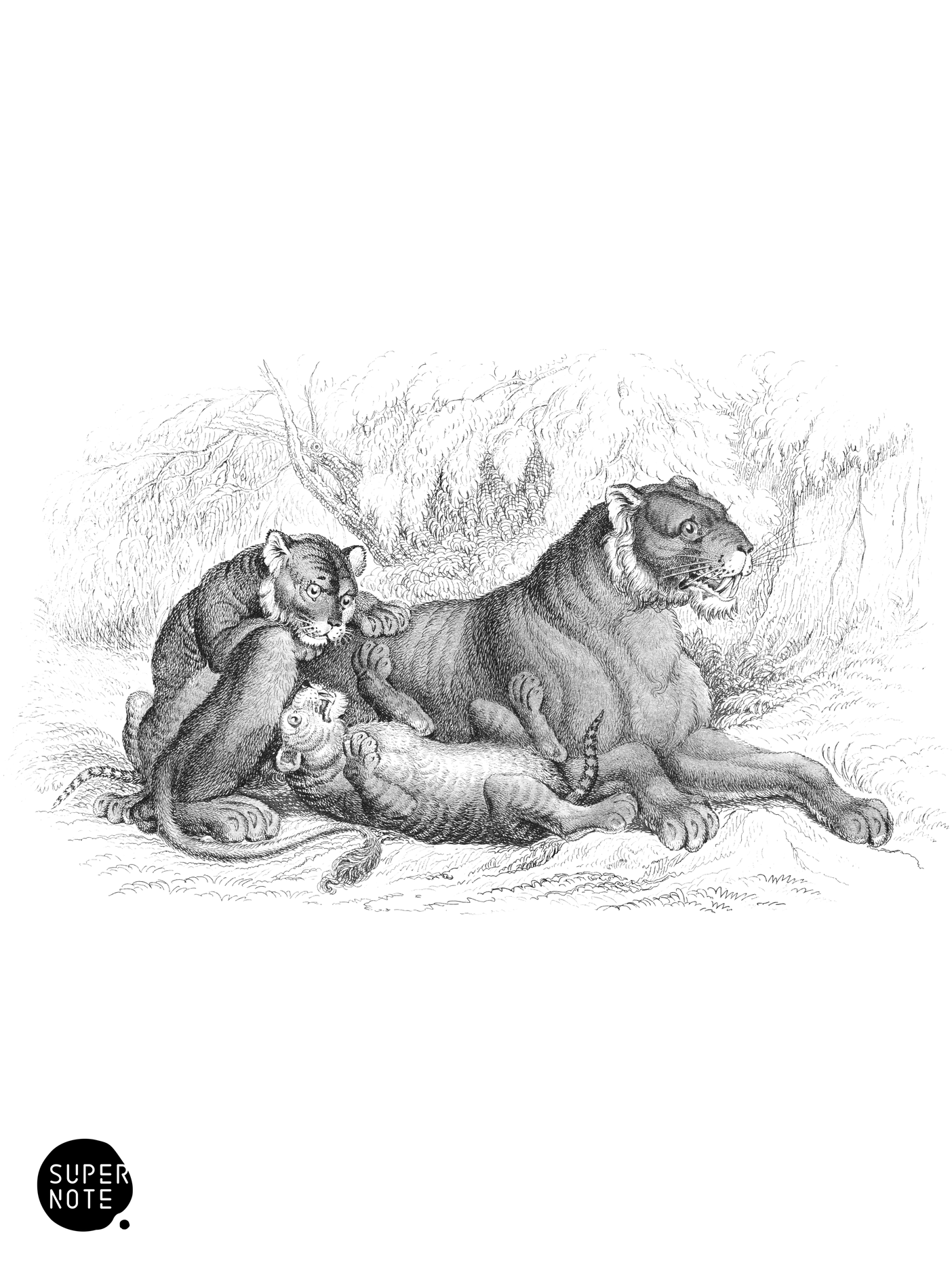 Lion (Female and Young) (vol-04 plate-3).png