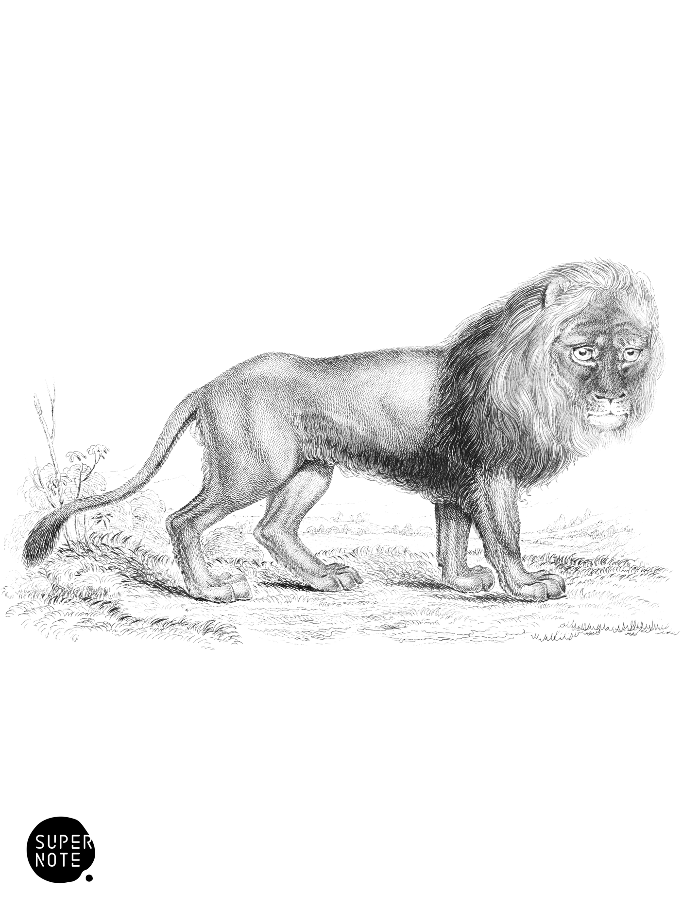 Lion (Male, Asiatic Variety) (vol-04 plate-3-star).png