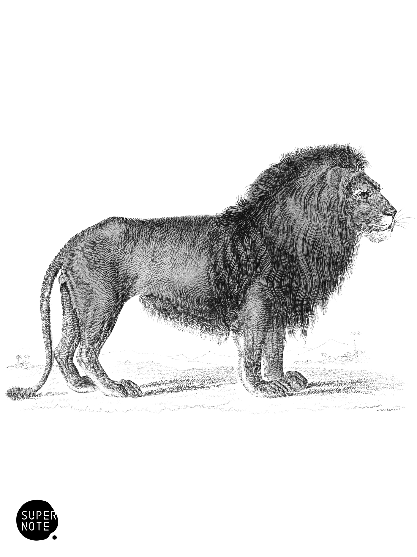 Lion (Male) (vol-04 plate-1).png