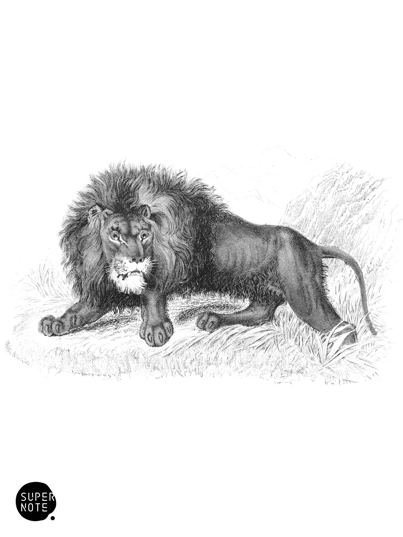 Lion (Male) (vol-04 plate-2).png