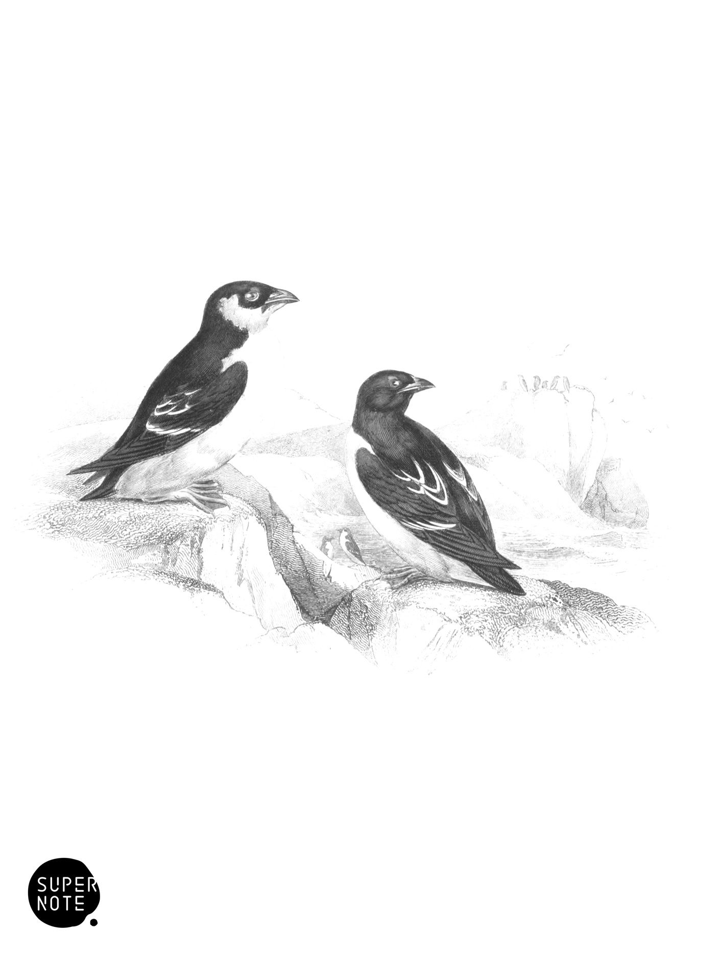 Little Auk (vol-40 plate-18).png