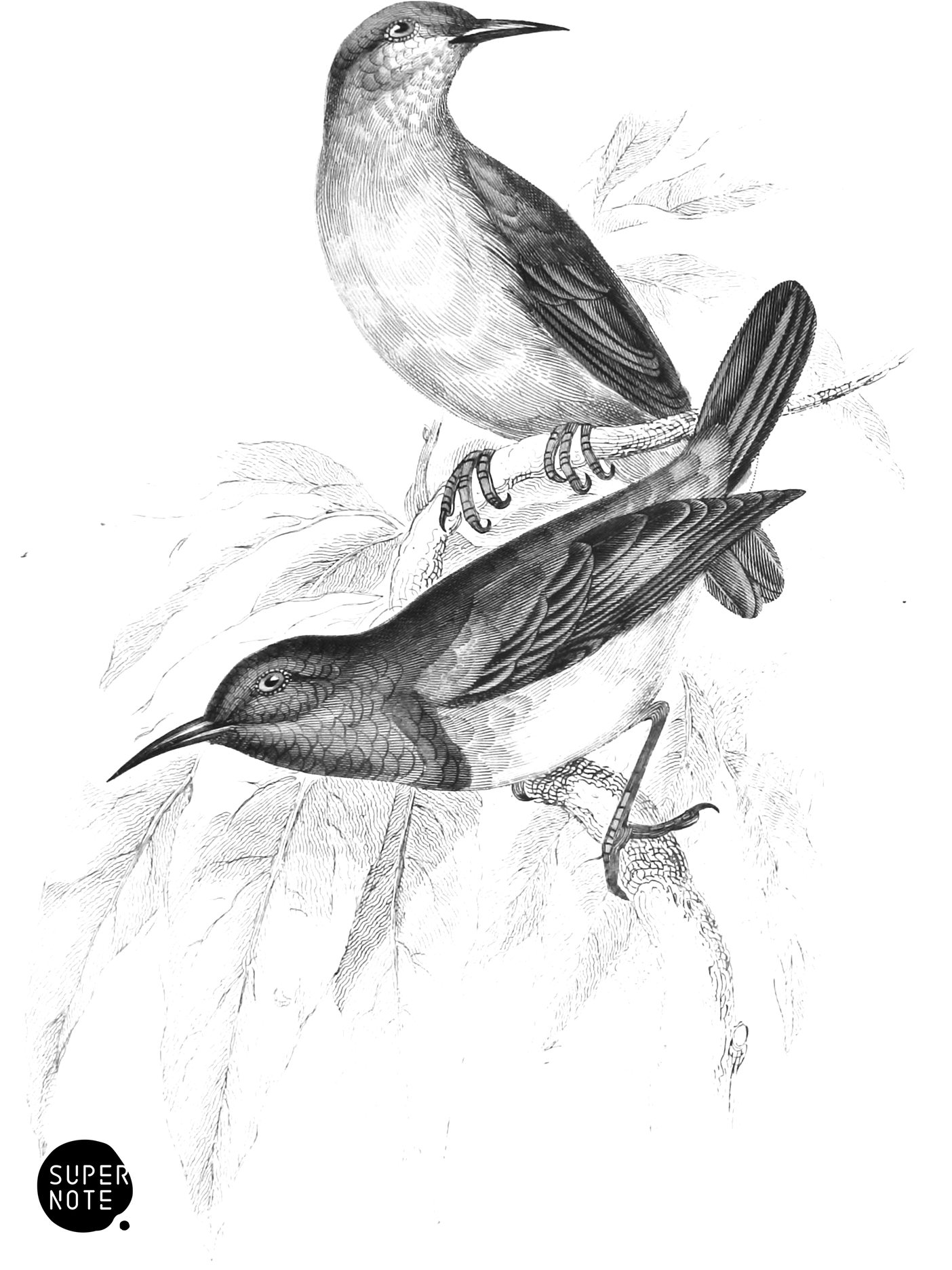 Little Blue-Banded Sun-Birds (vol-36 plate-6).png