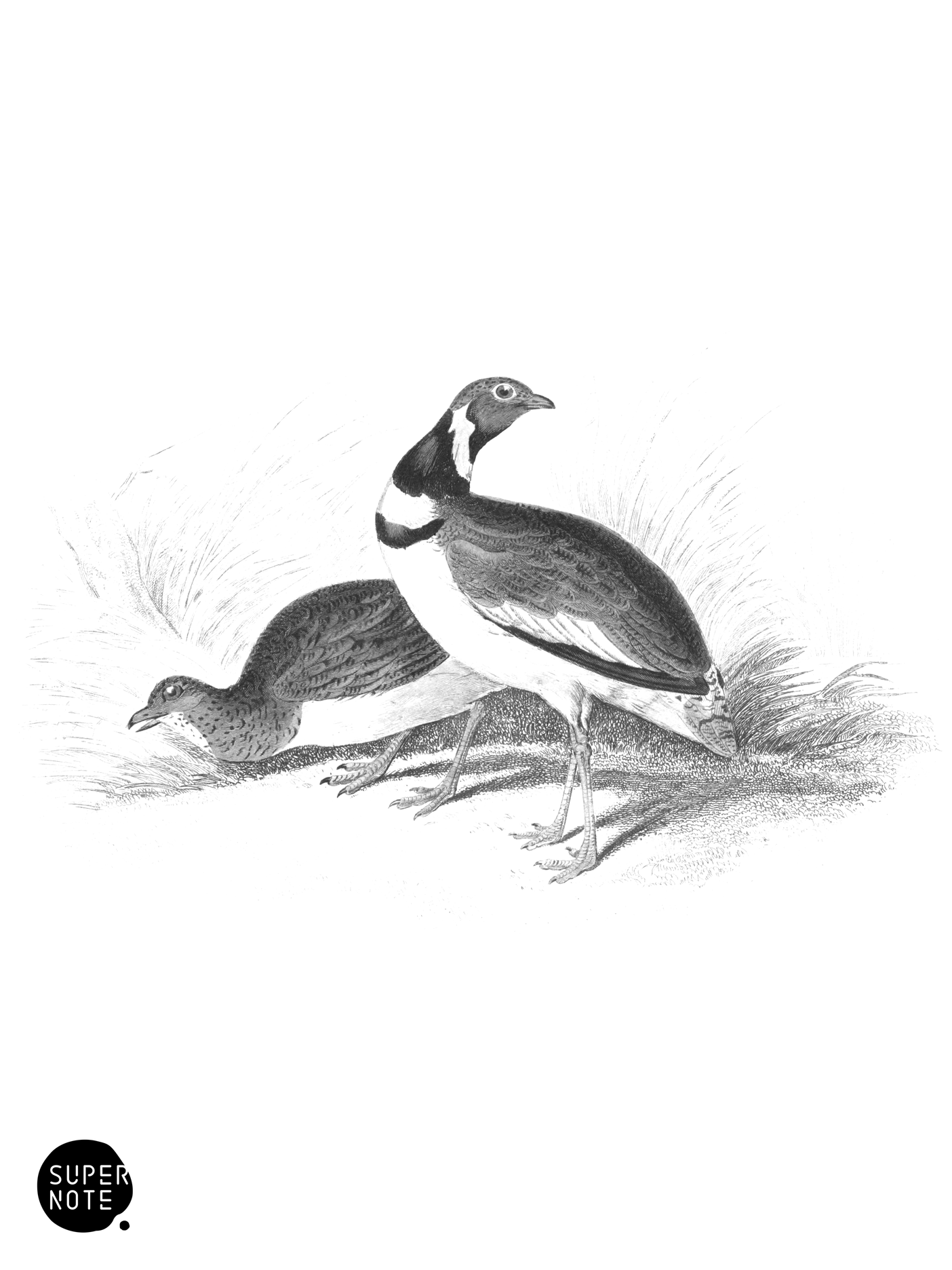 Little Bustard (vol-34 plate-3).png