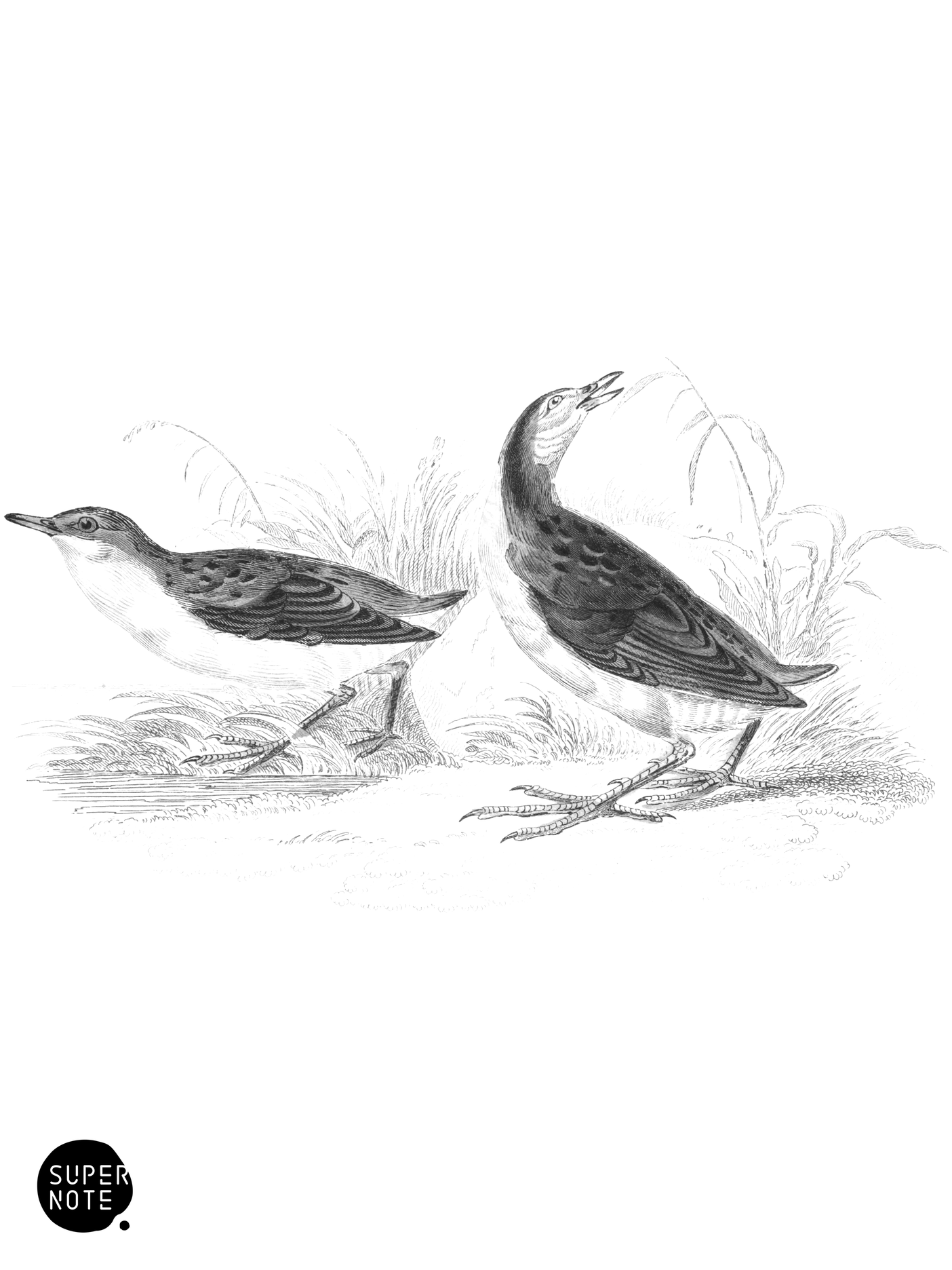 Little Crake (vol-34 plate-31).png