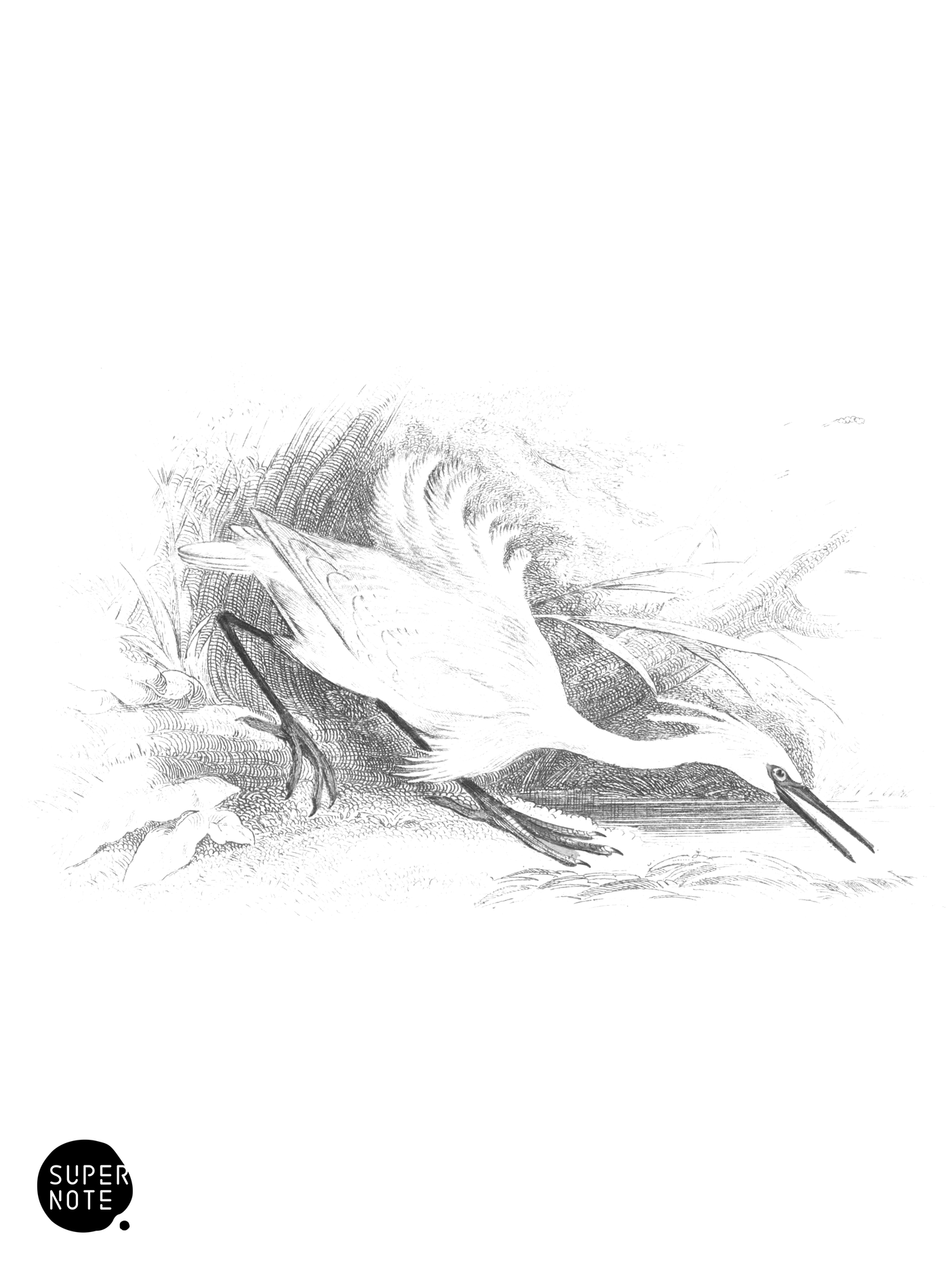 Little Egret (vol-34 plate-4).png