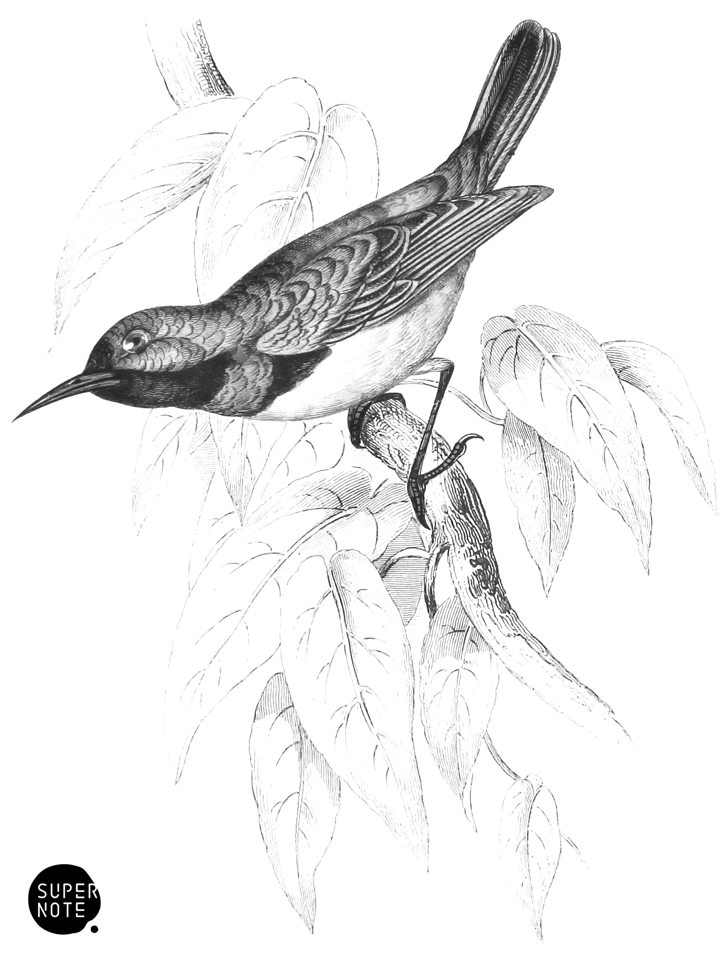 Little Violet-Banded Sun-Bird (vol-36 plate-7).png