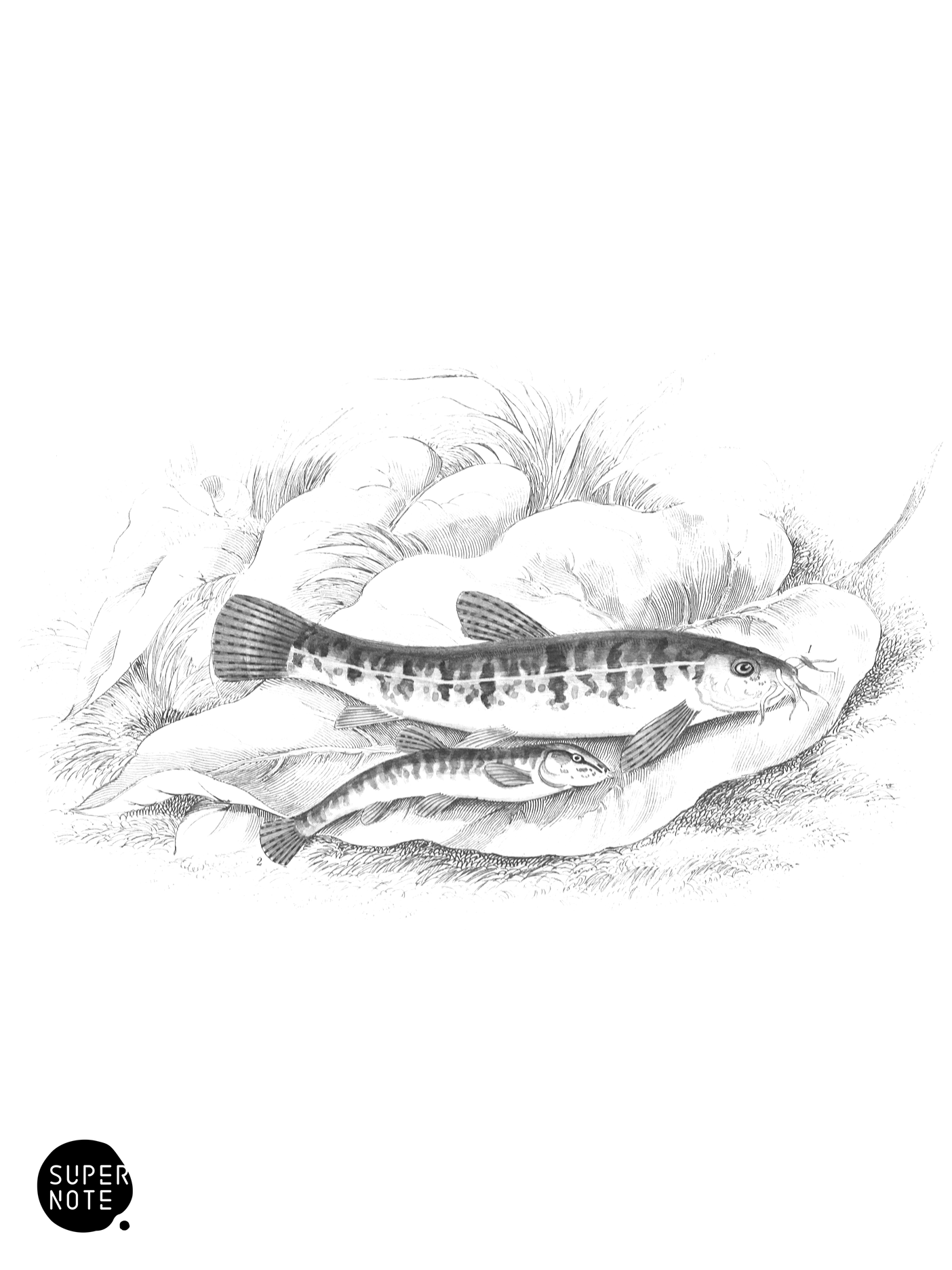 Loach, Loche, or Beardie & Spined Loach, or Groundling (vol-37 plate-27).png