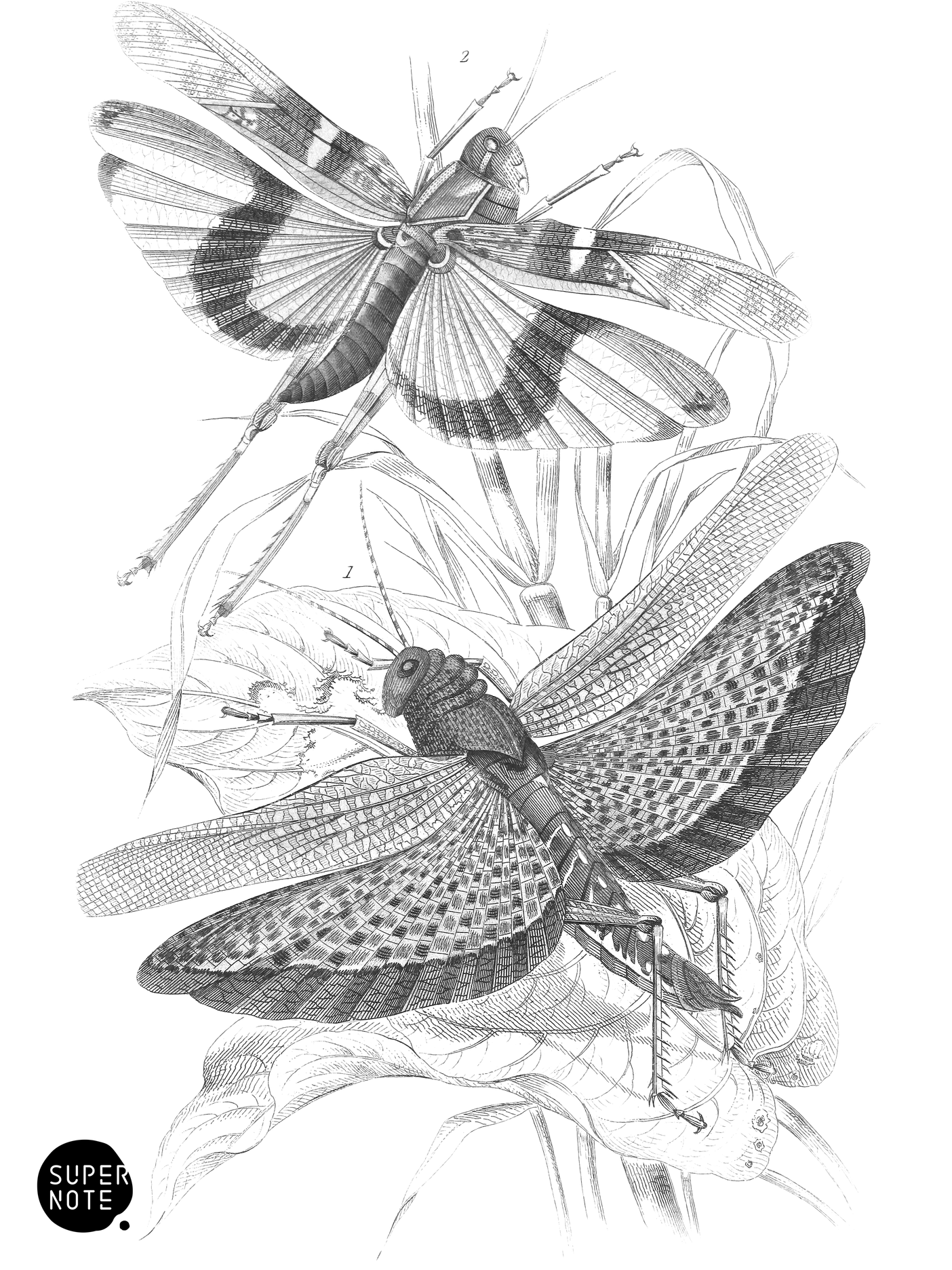 Locusta Cristata &. L. Flava (vol-29 plate-16).png