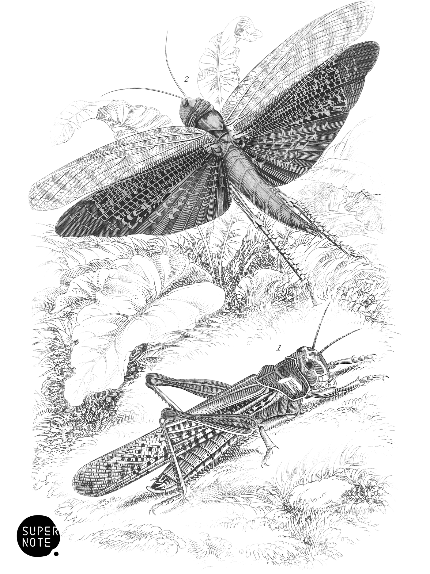 Locusta Migratoria & L. Dux (vol-29 plate-15).png