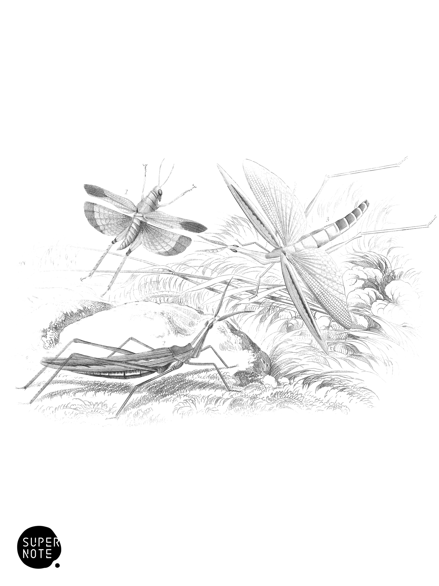 Locusta Surinama, Truxalis Conicus & T. brasiliensis (vol-29 plate-17).png