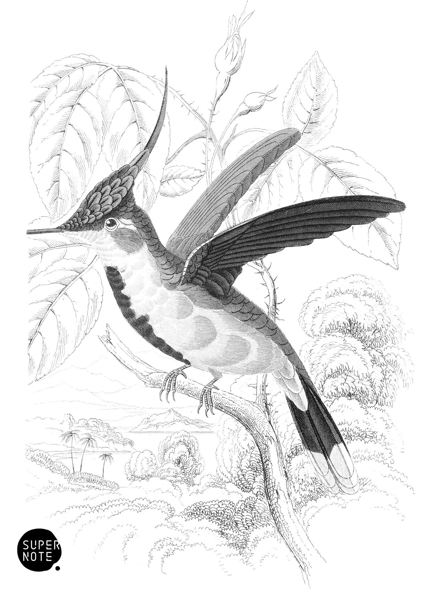 Loddiges’s Humming-Bird (vol-03 plate-6).png