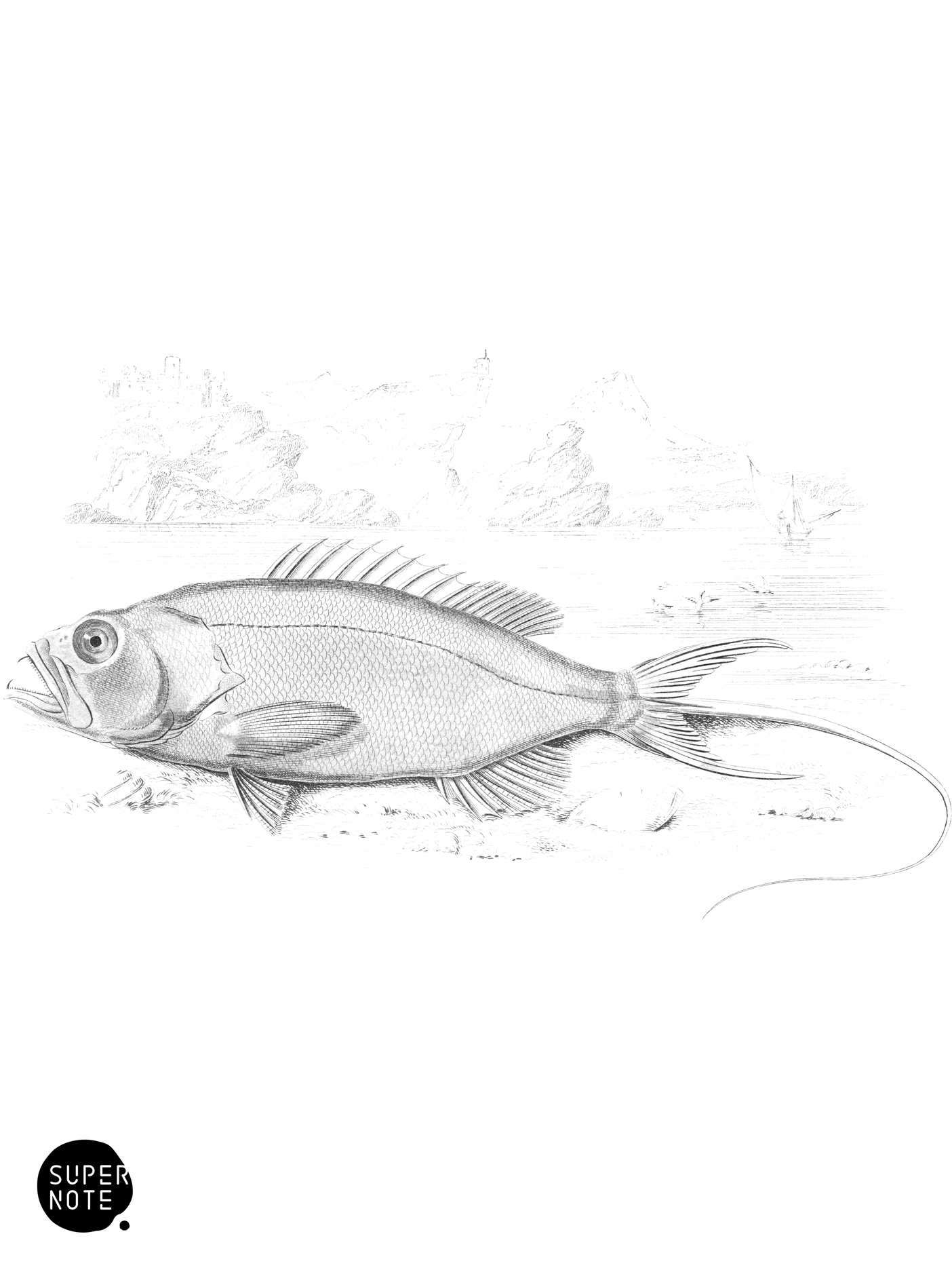 Long Tailed Serranus (vol-07 plate-19).png