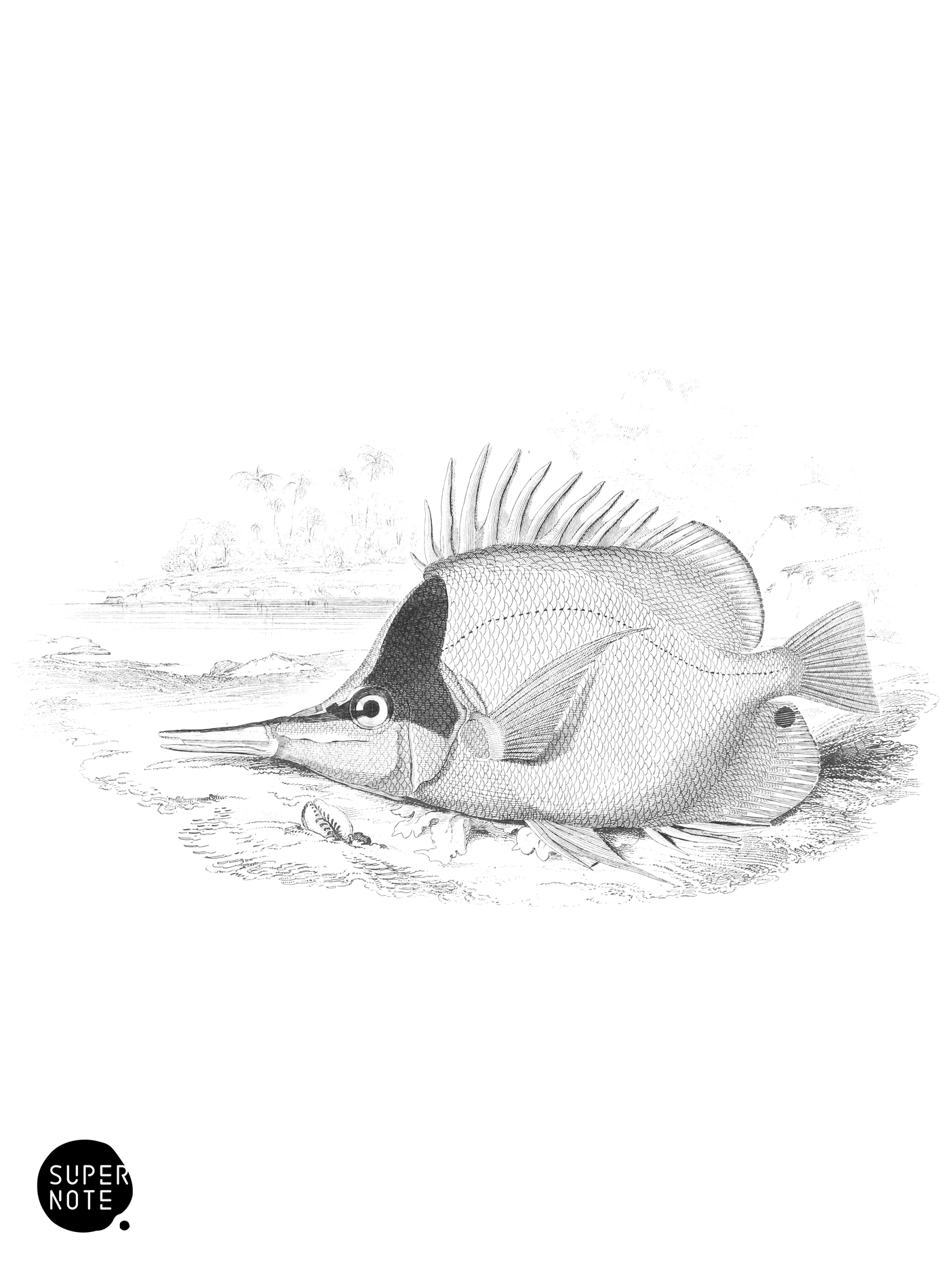 Long-Beaked Chelmon (vol-27 plate-31).png