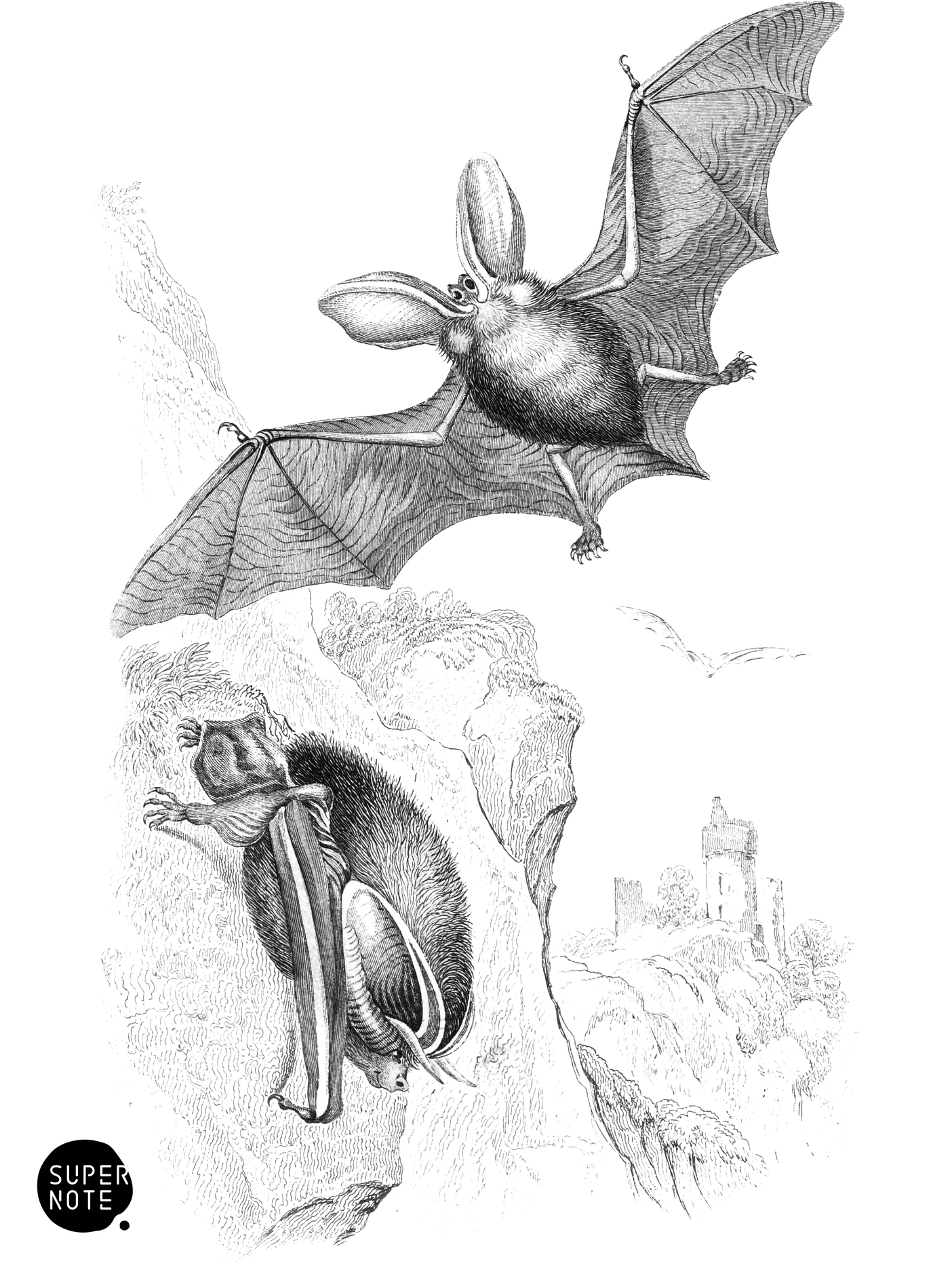 Long-Eared Bat (vol-22 plate-2).png