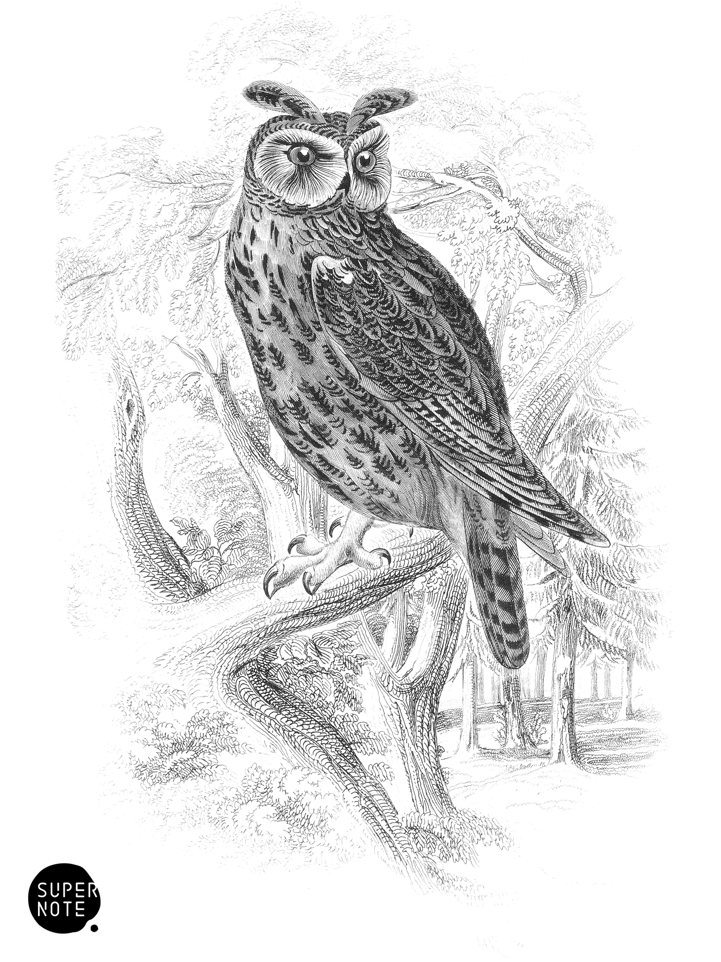 Long-Eared Owl (vol-20 plate-31).png