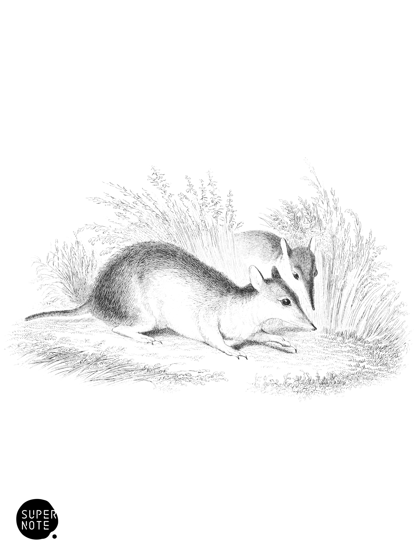 Long-Nosed Perameles (vol-30 plate-13).png