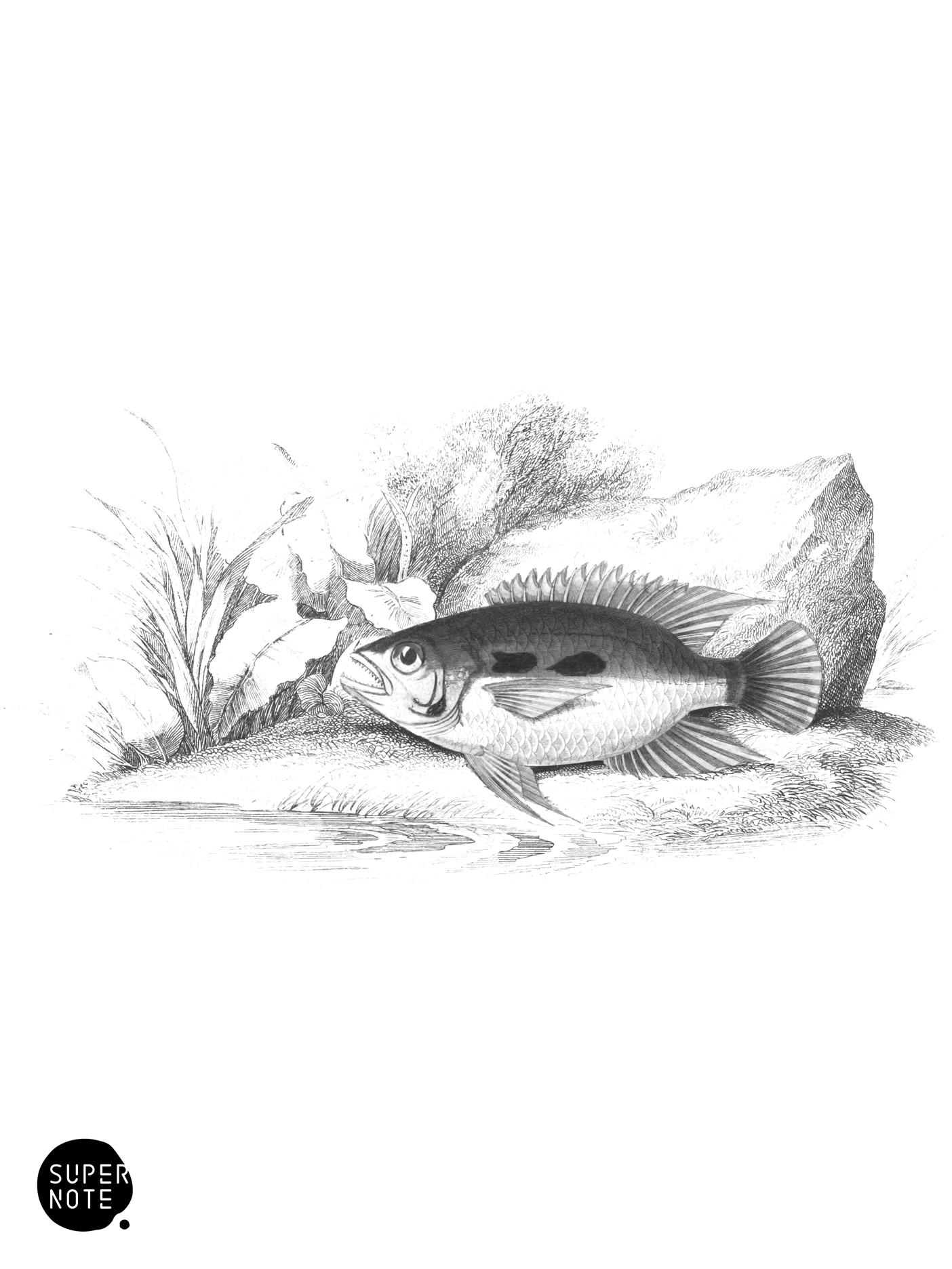 Long-Snouted Centrarchus (vol-38 plate-15).png