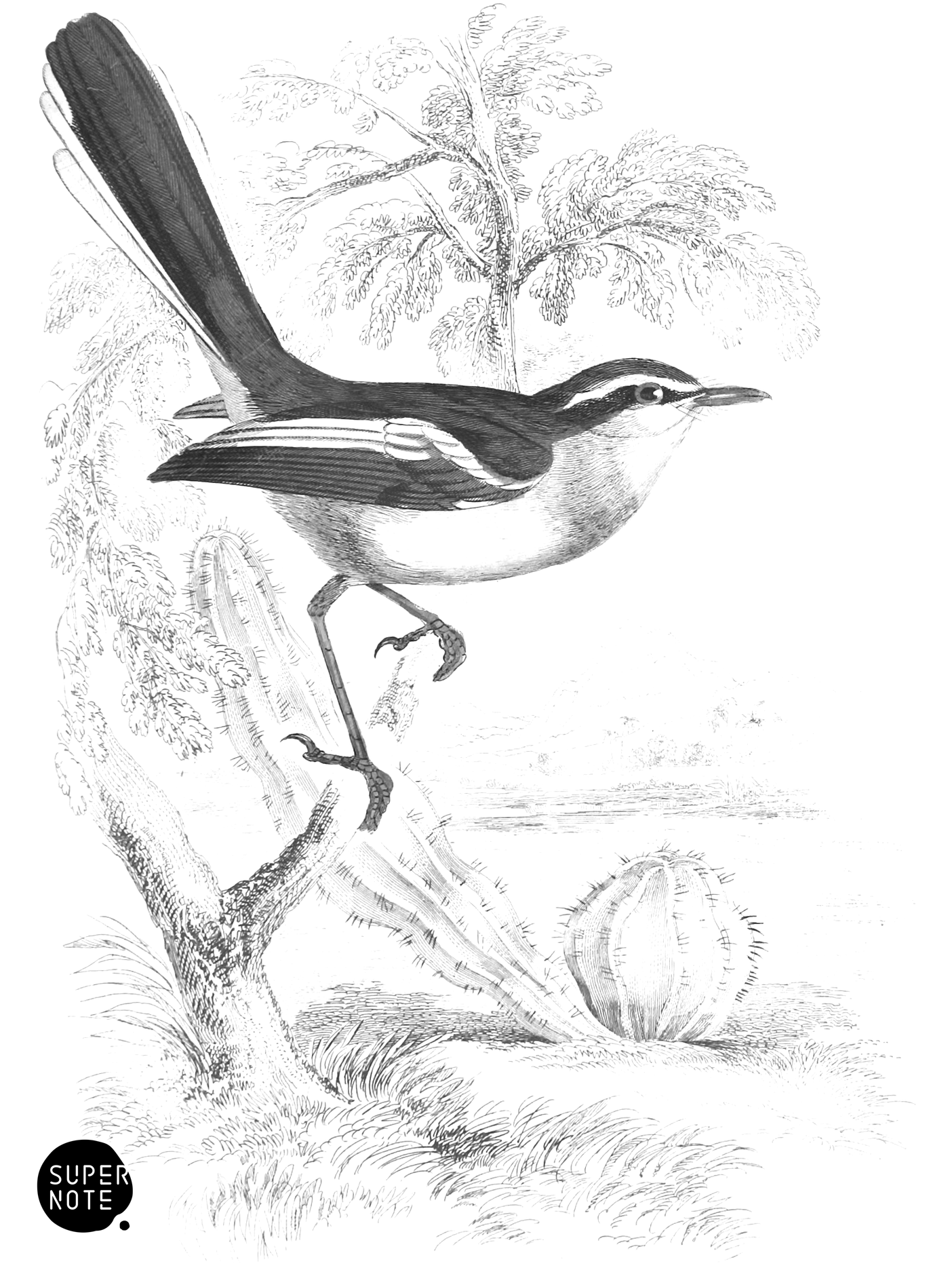 Long-Tailed African Tody (vol-21 plate-21).png