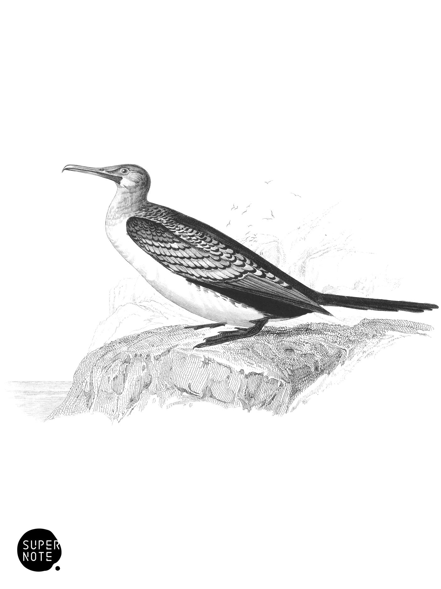 Long-Tailed Cormorant (vol-19 plate-31).png