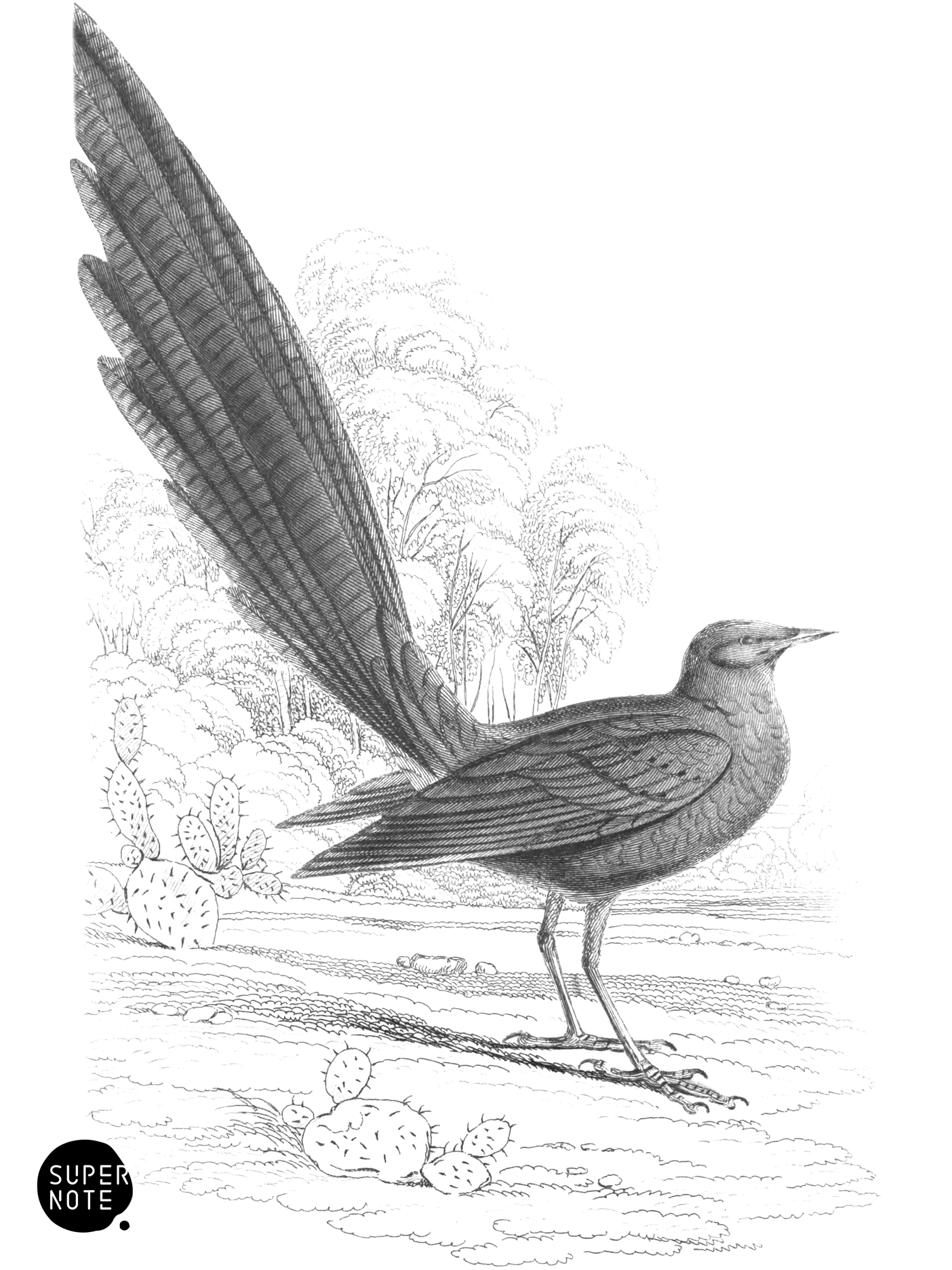 Long-Tailed Grakle (vol-17 plate-7).png