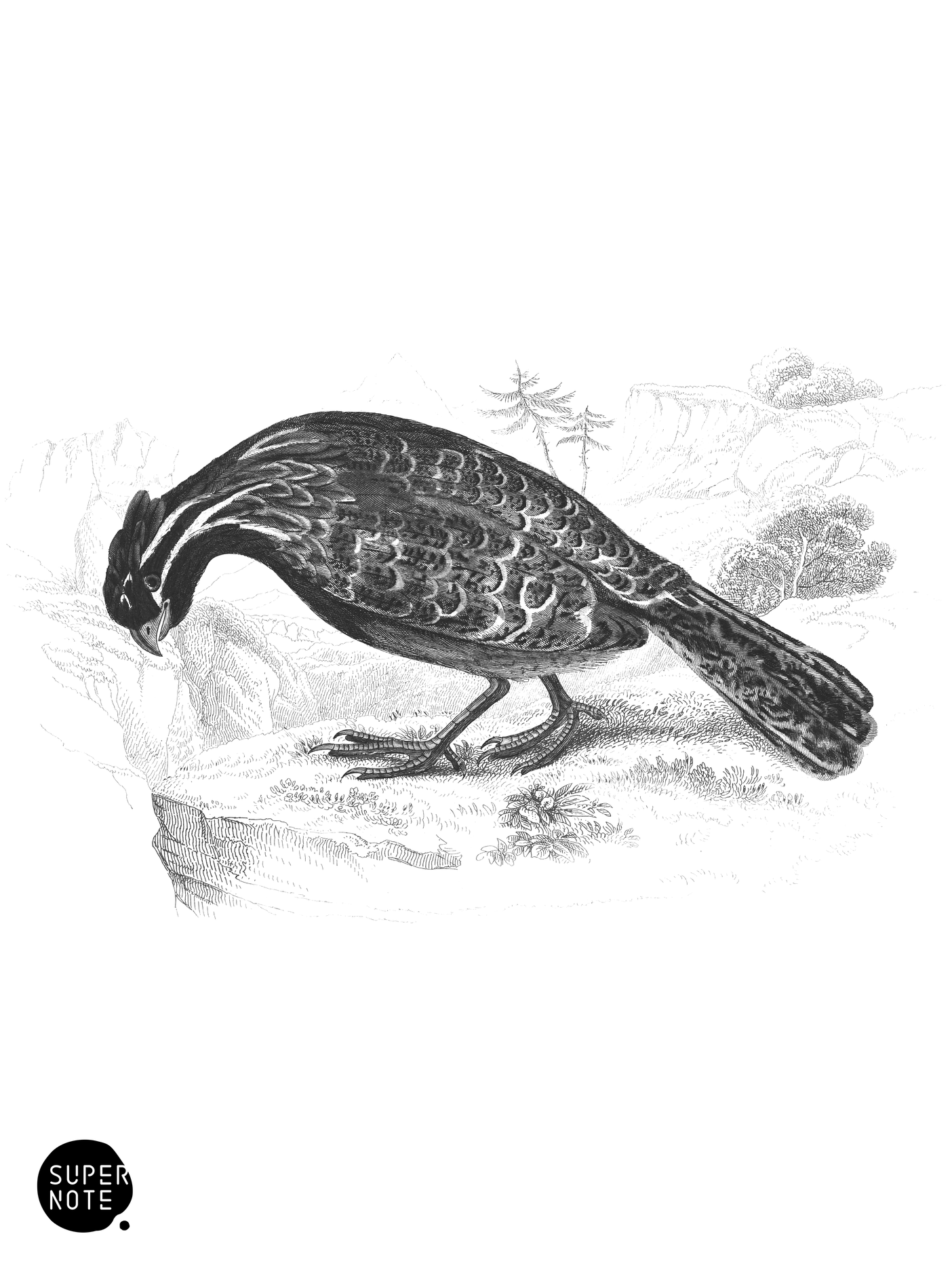 Long-Tailed Ortyx (vol-06 plate-12).png