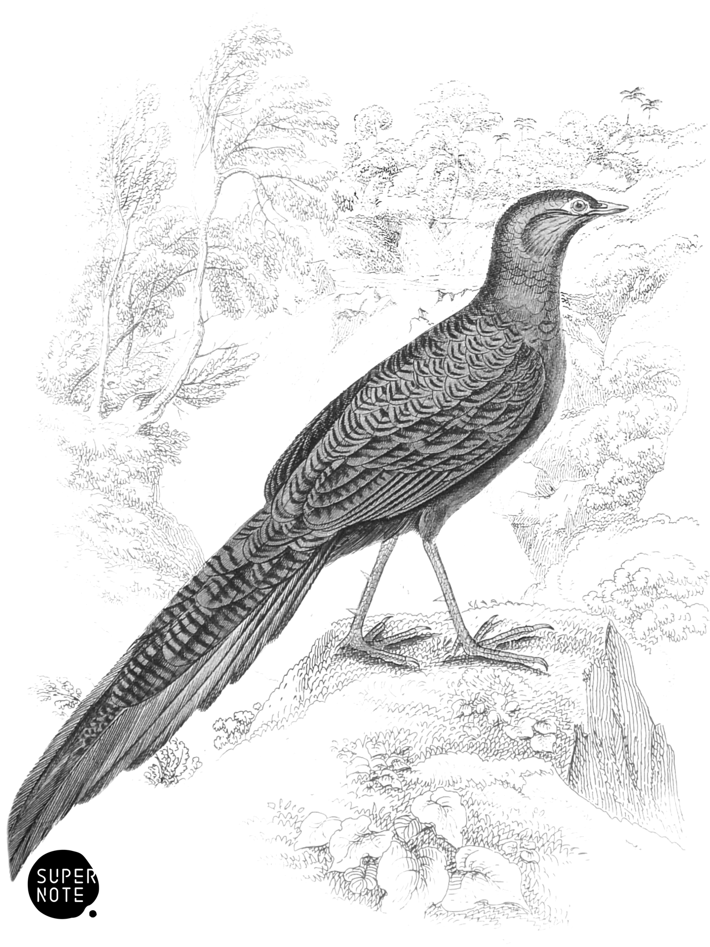 Long-Tailed Poly­plec­tron (vol-05 plate-7).png