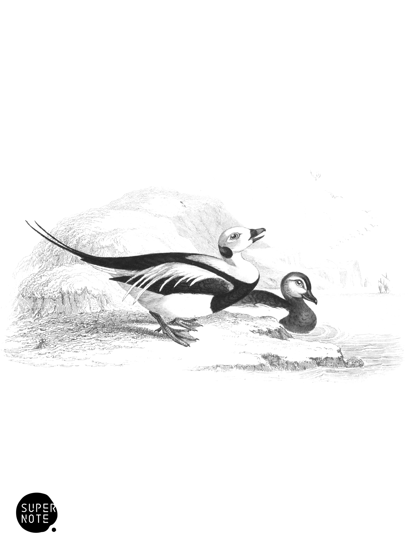 Long-Tailed, or Northern Hareld (vol-40 plate-9).png