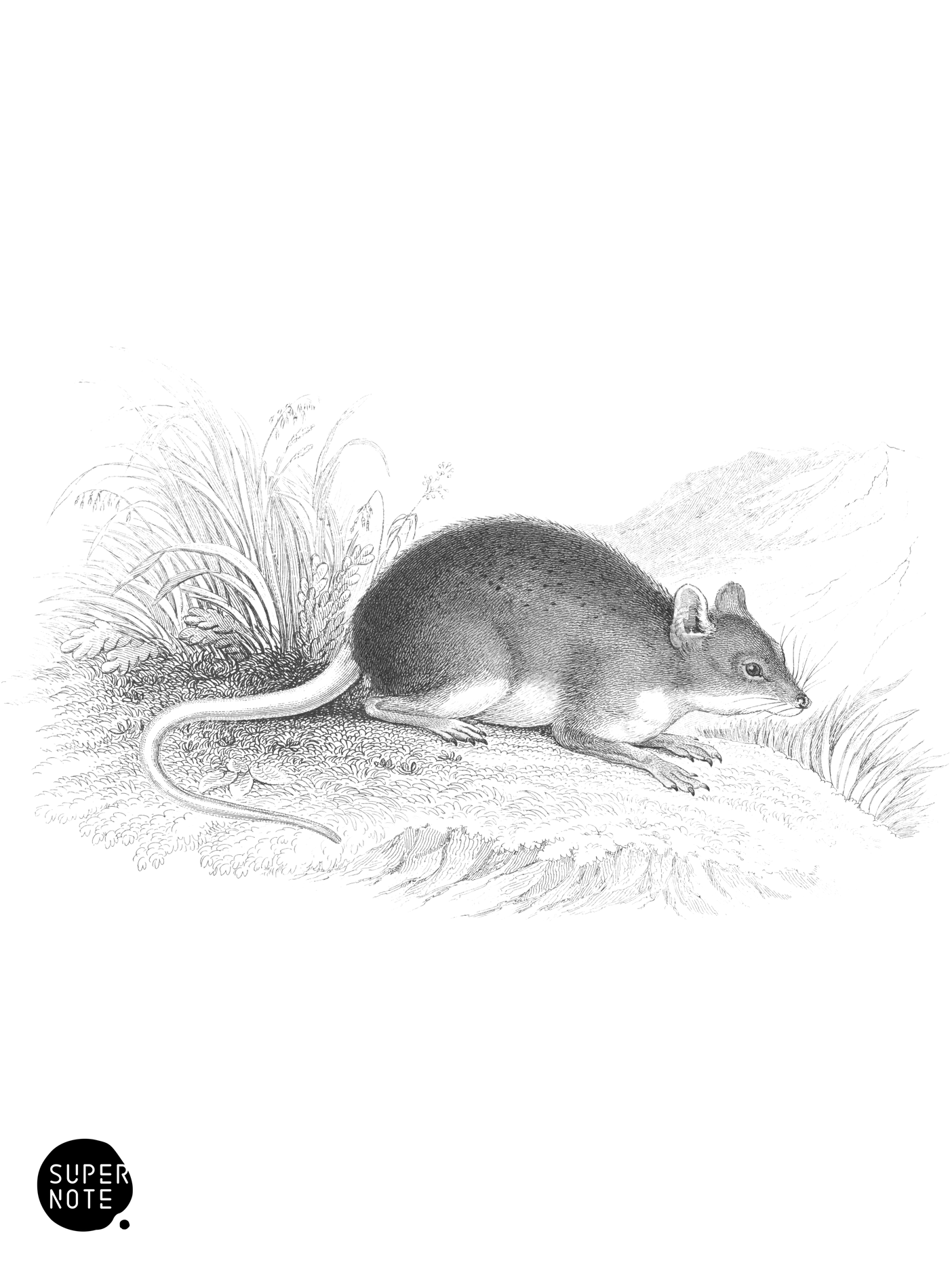 Long-Toed Spinous Rat (vol-35 plate-25).png