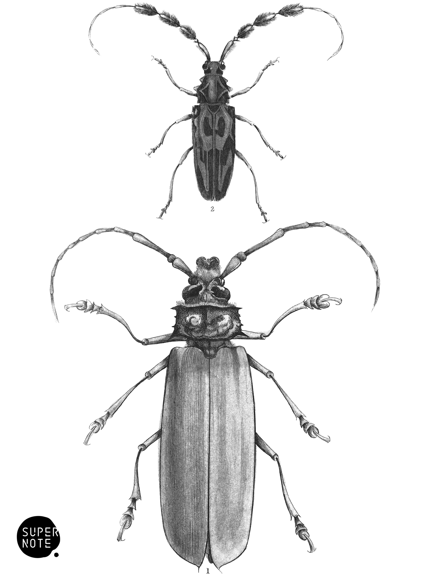 Longicornes (vol-08 plate-24).png