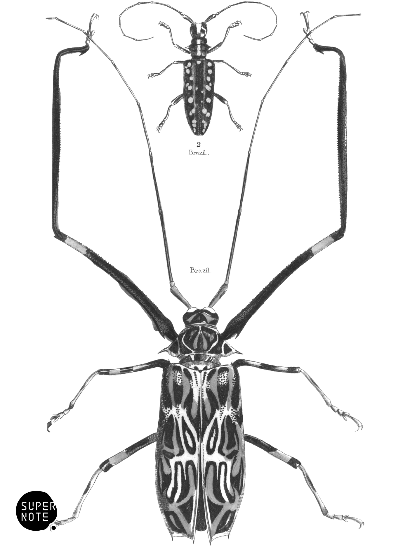 Longicornes (vol-08 plate-25).png
